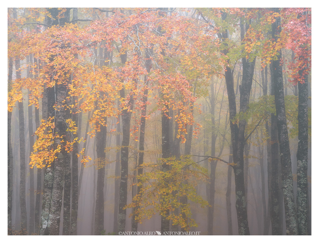 Inhabitants of the woods