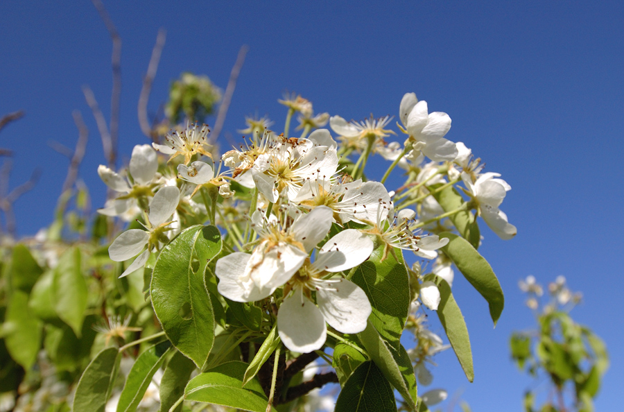 La primavera in fiore