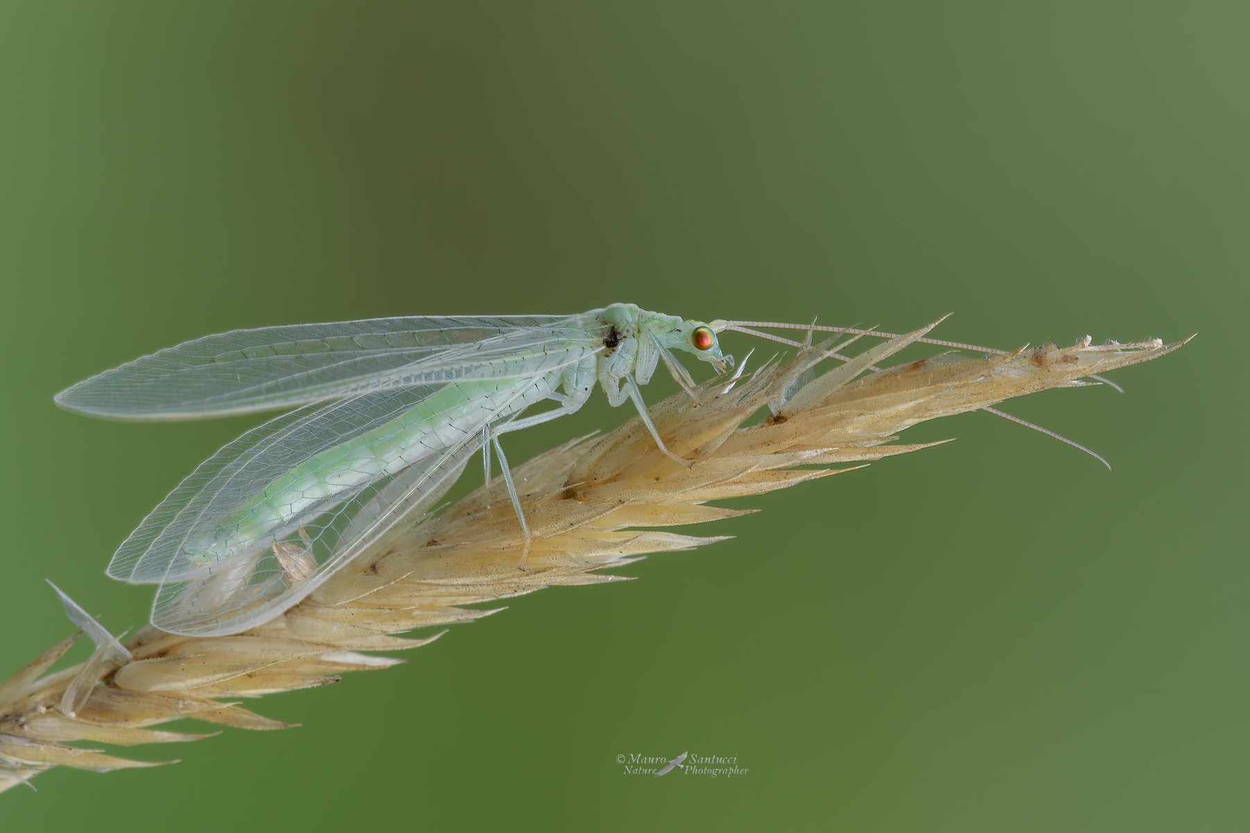 Chrysoperla-carnea_DSC4339