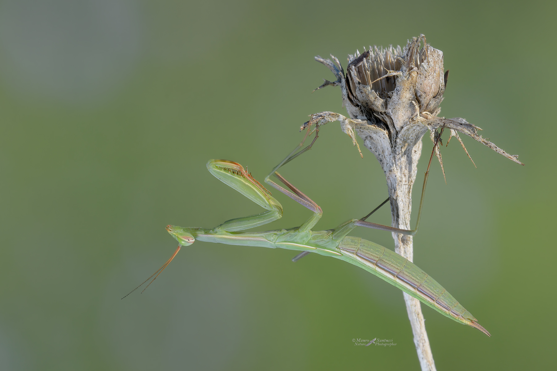 Mantide-religiosa_DSC4056