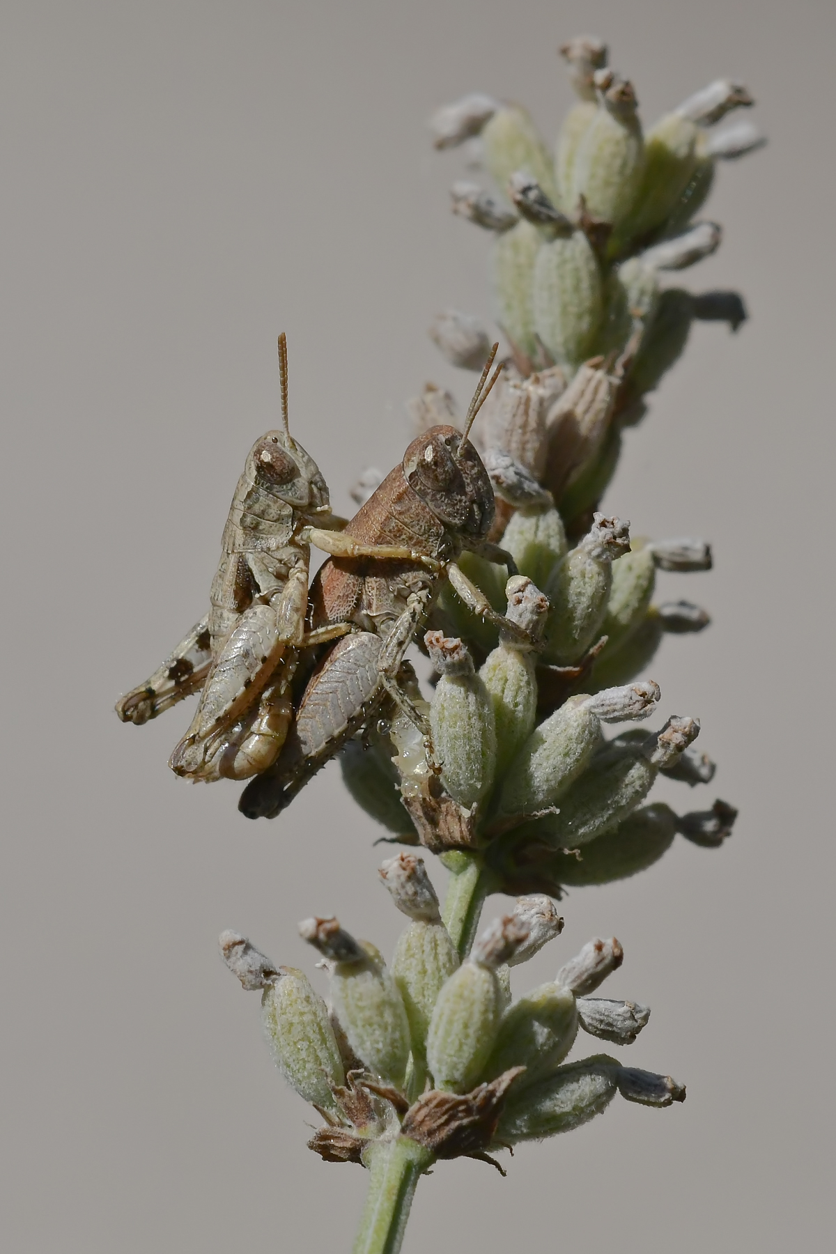 Cavallette cavalcanti