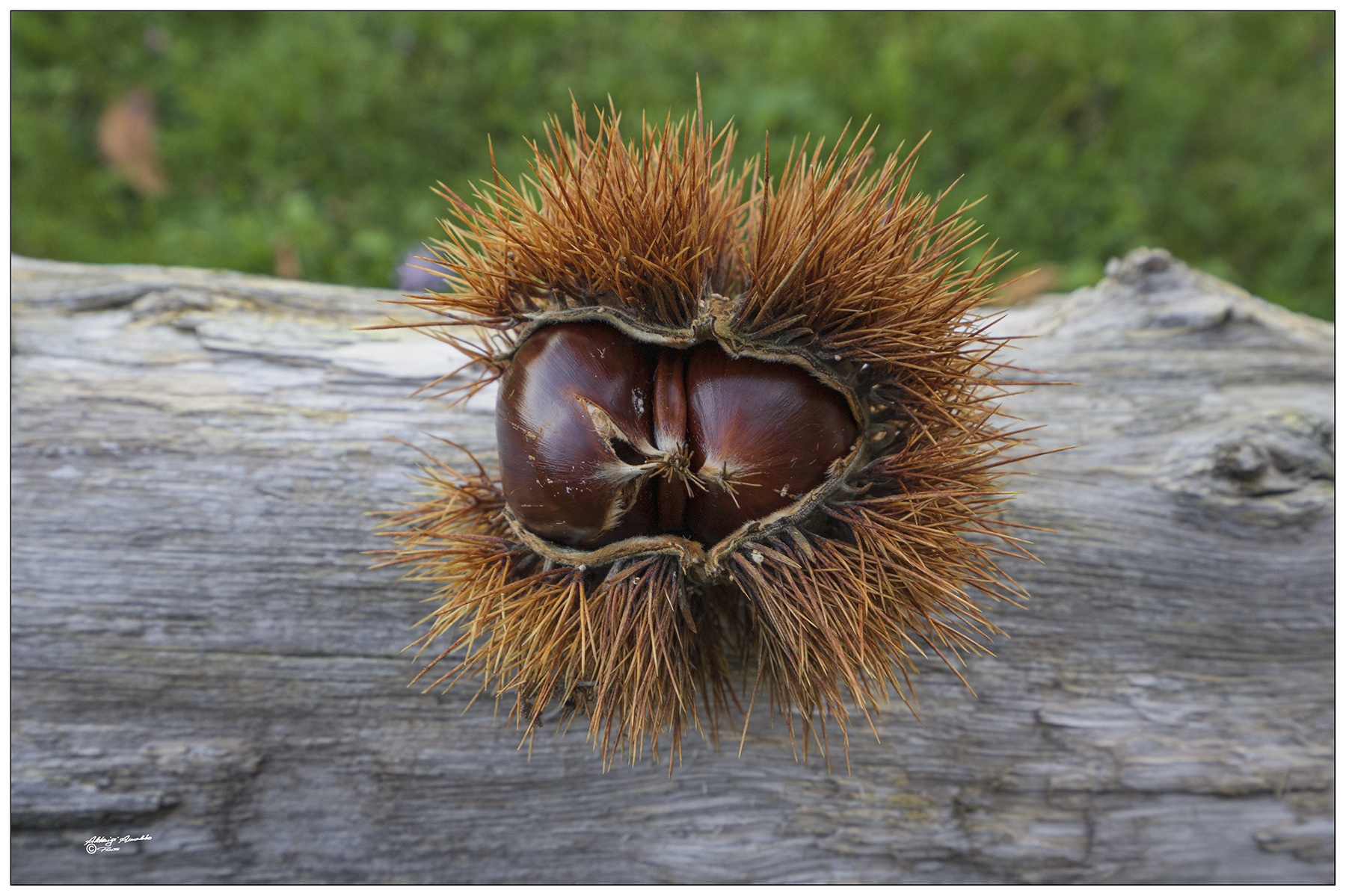 Il riccio si apre.. e la castagna ne esce..