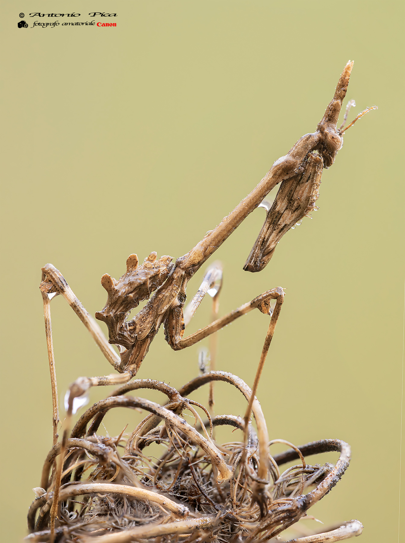 Mimetismo perfetto (empusa pennata)