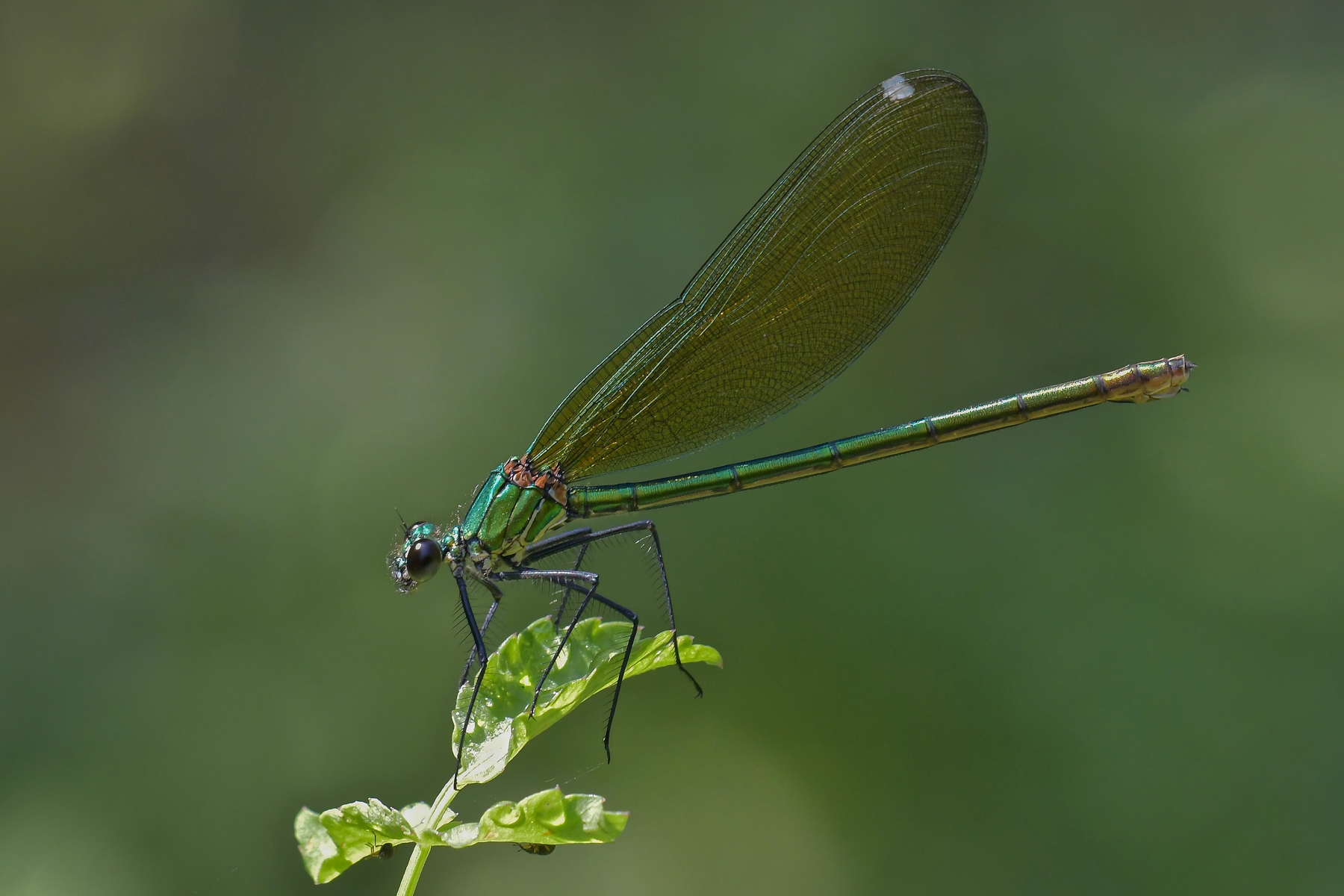 Caleopteryx splendens female