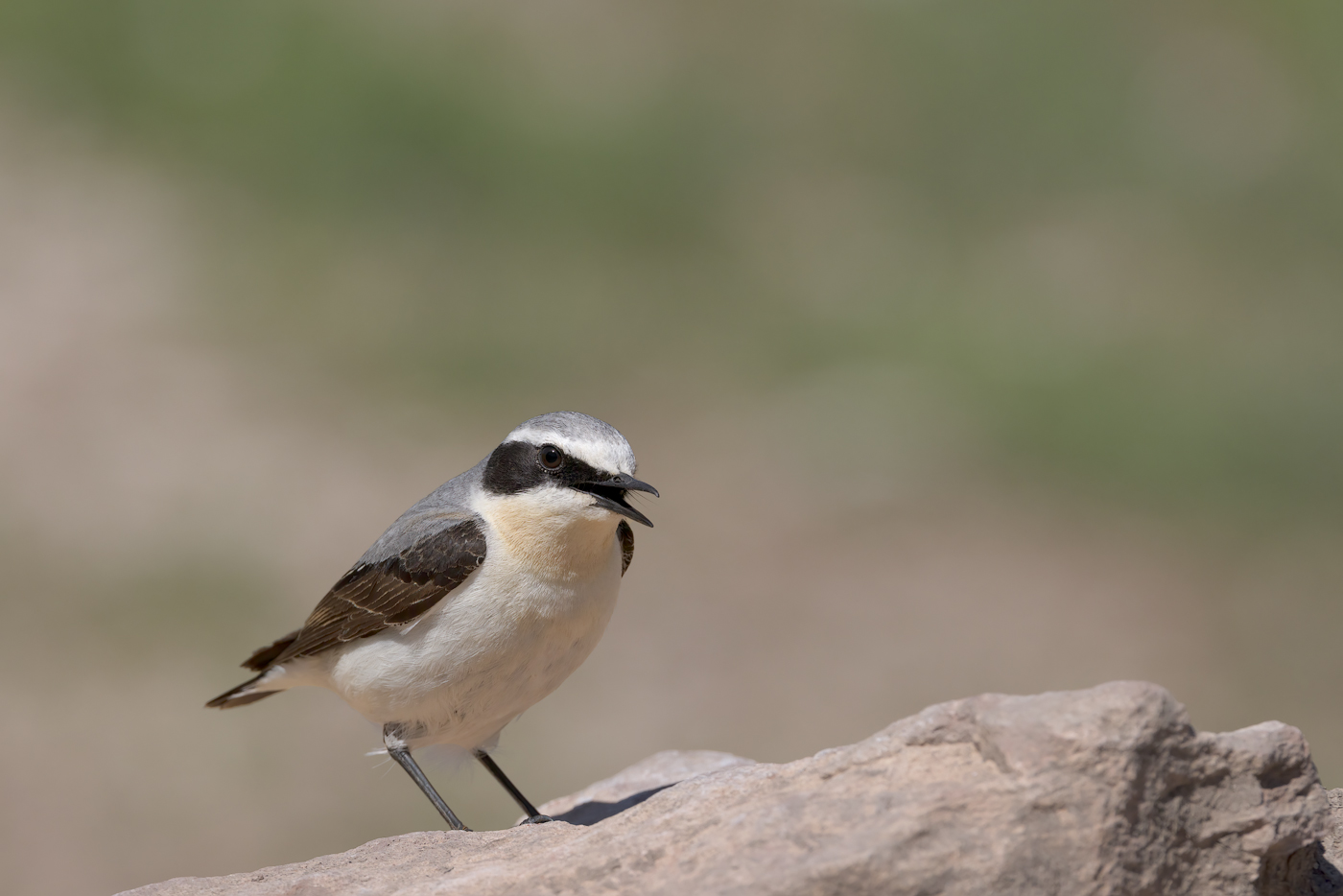 Culbianco (Oenanthe oenanthe)