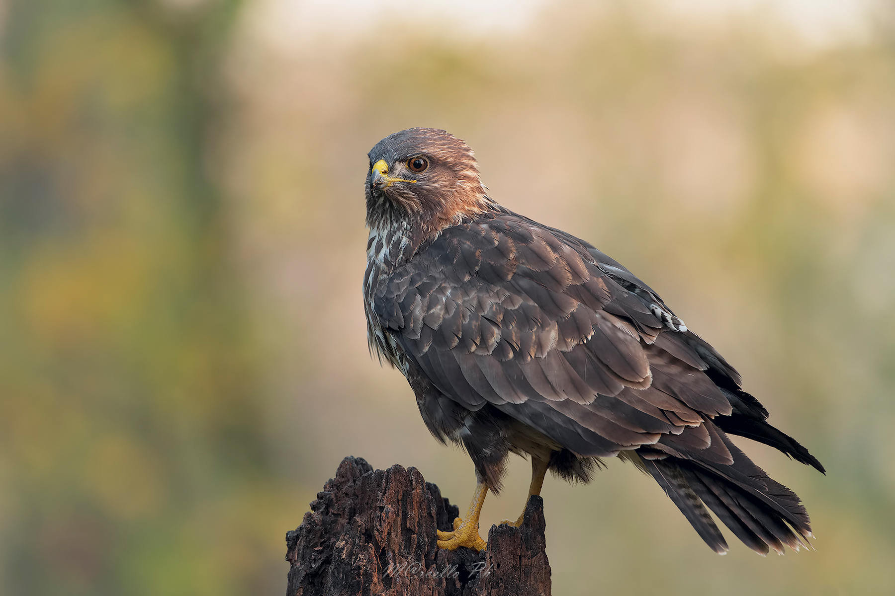 Poiana alle prime luci