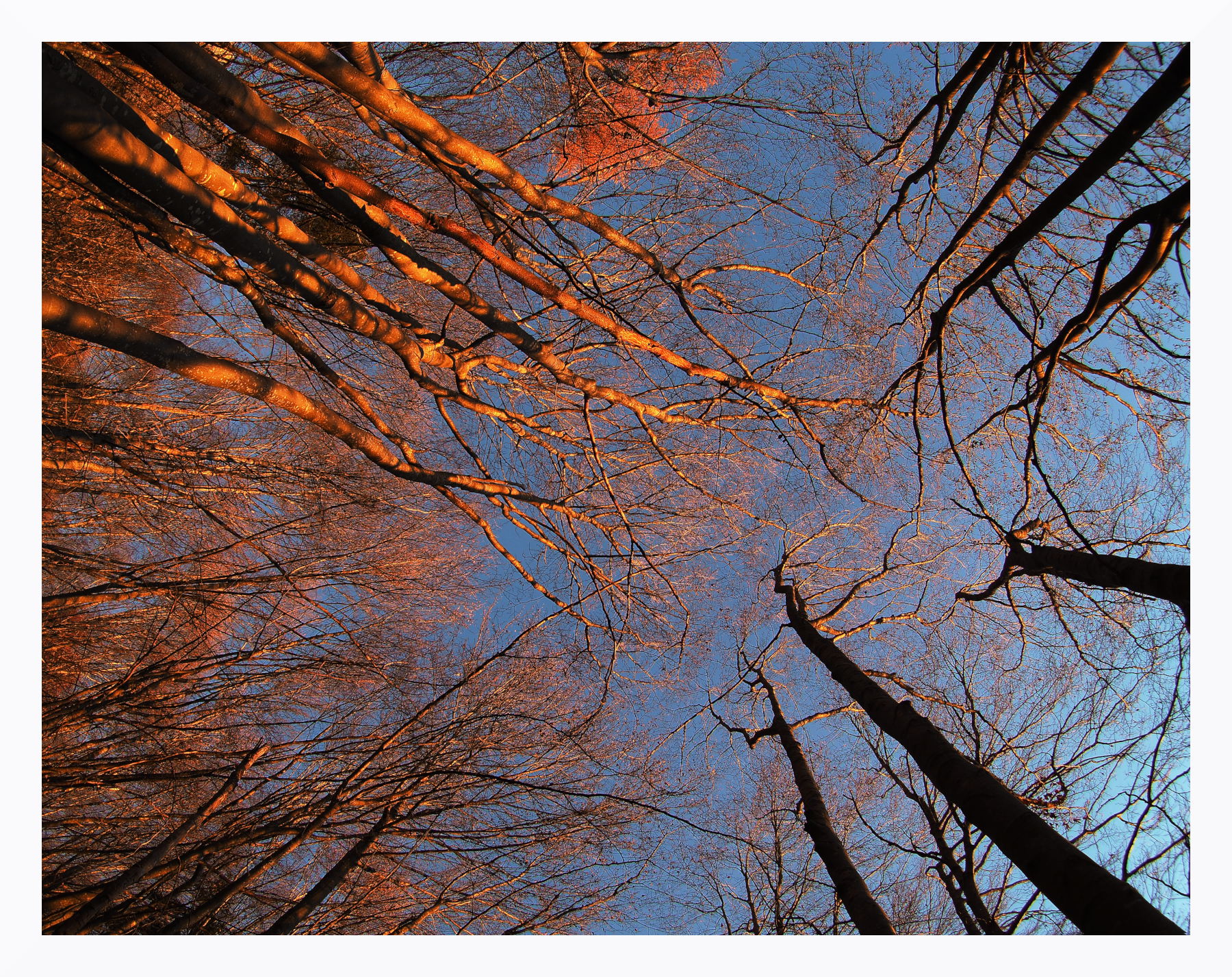 Prime luci nel bosco