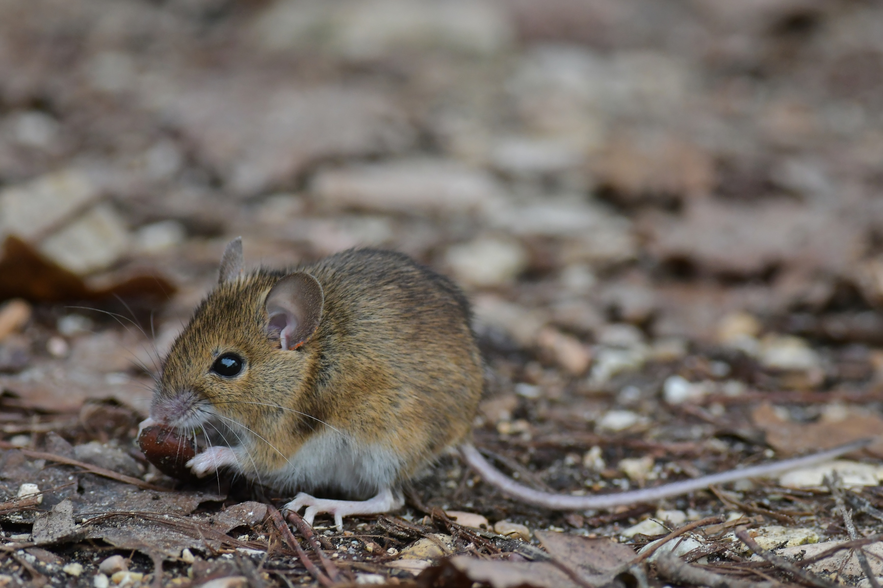 Topolino selvatico in alimentazione