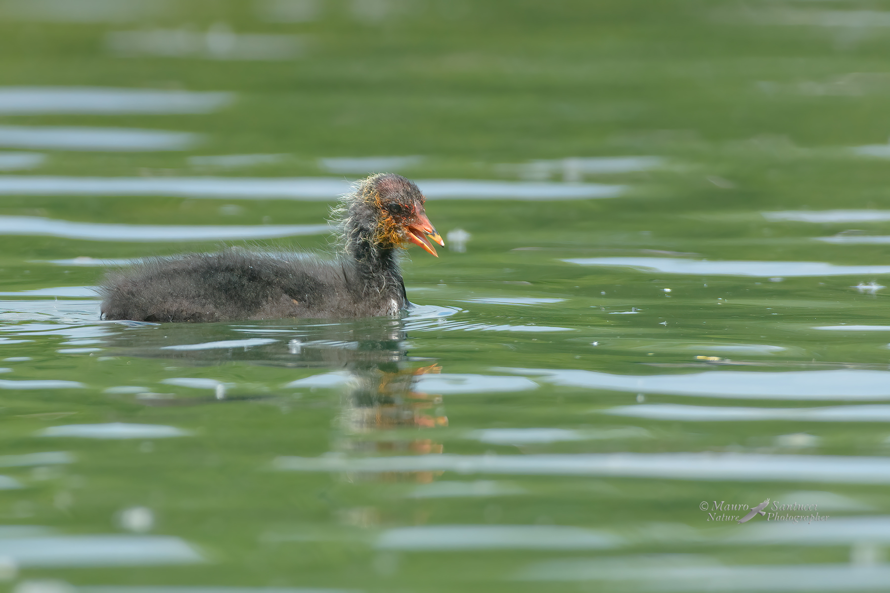 Giovane-folaga_DSC6948