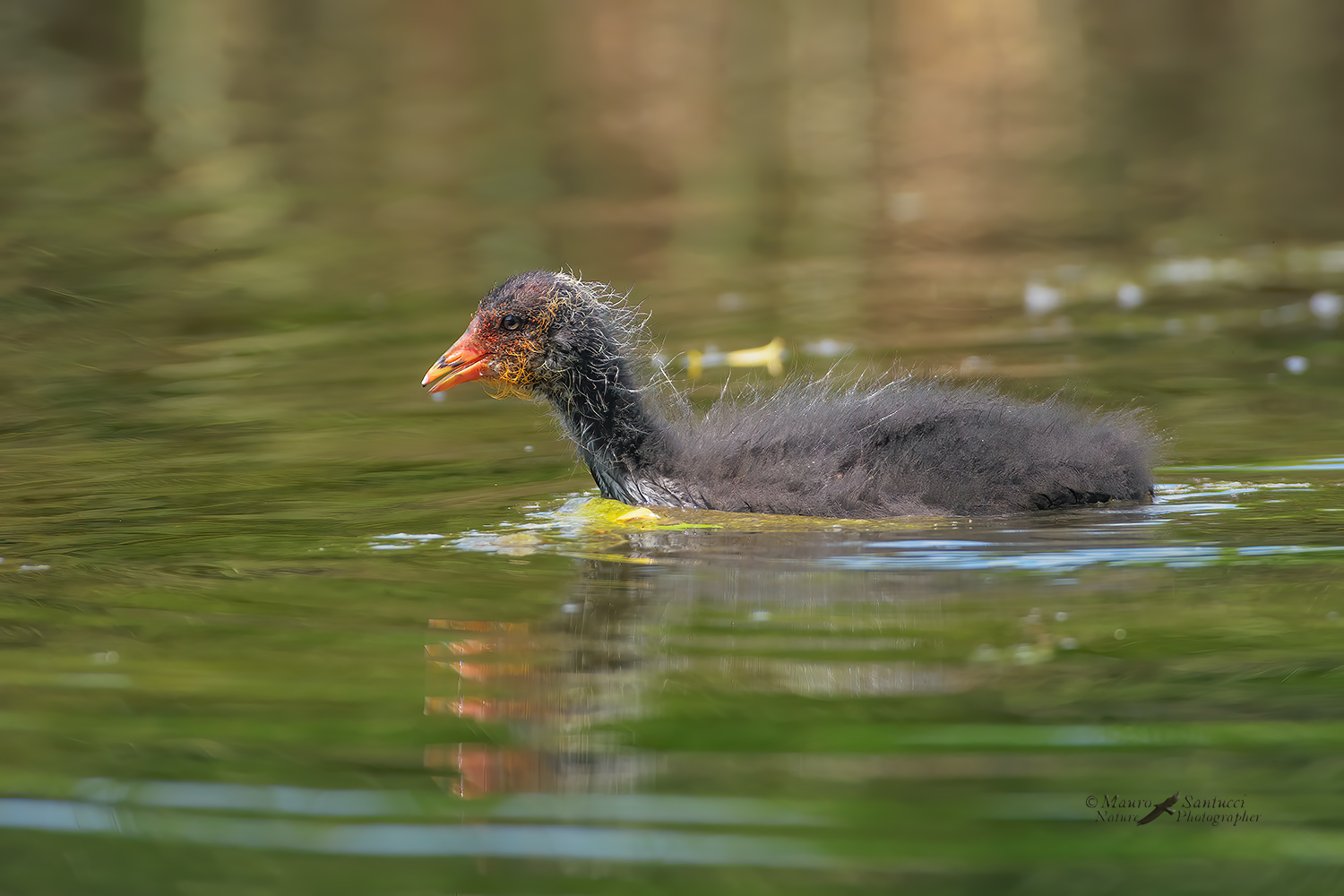 Giovane-Folaga_DSC6960