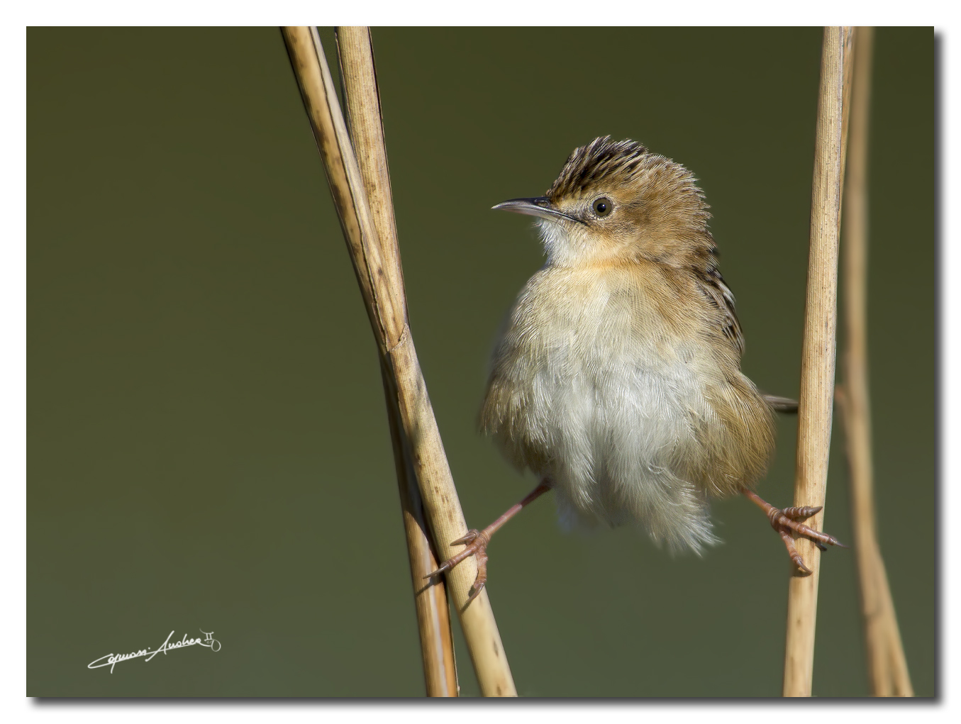 la spacacata (beccamoschino)