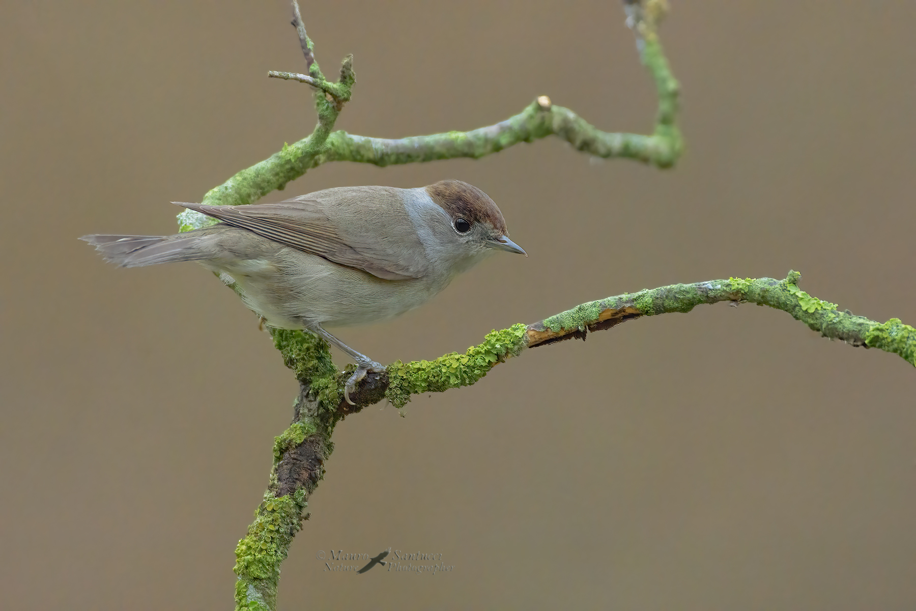 Capinera-femmina_DSC1041