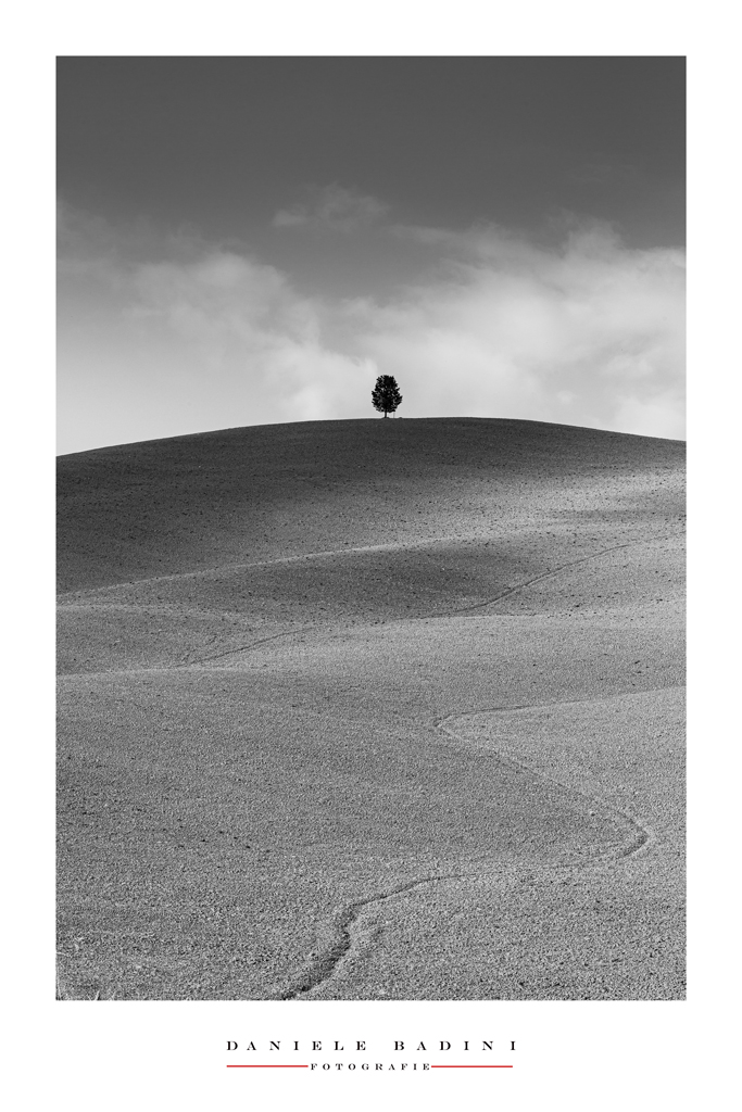 L'albero solitario