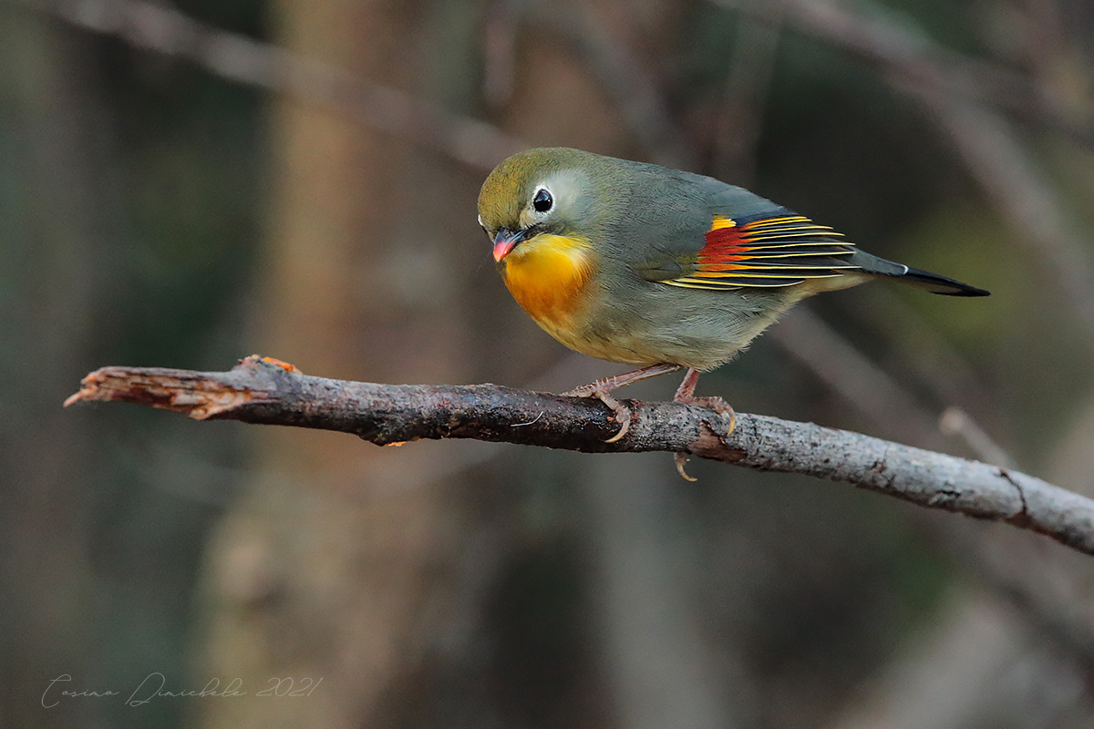 Usignolo del Giappone