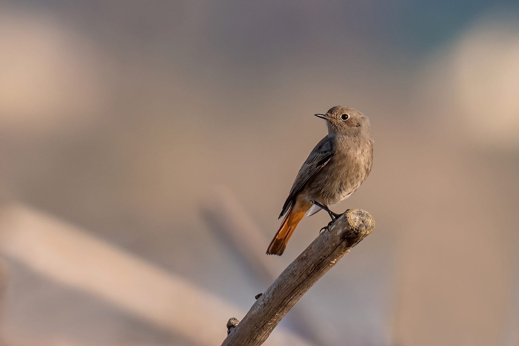 Codirosso spazzacamino