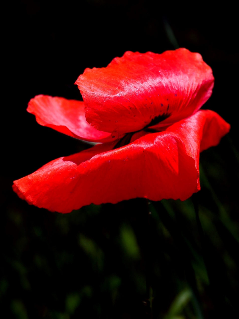 Un papavero al vento