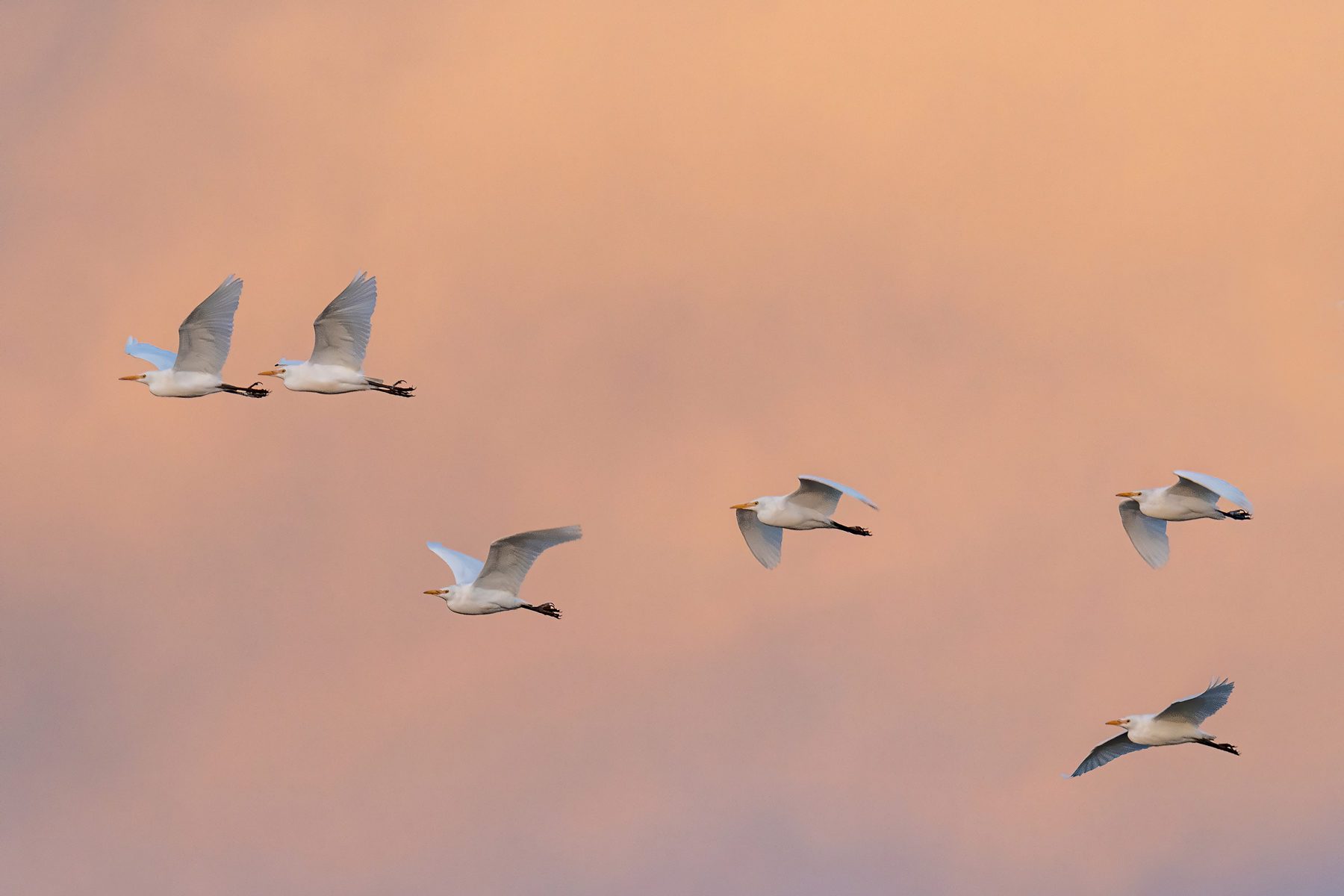 Aironi guadabuoi al tramonto.