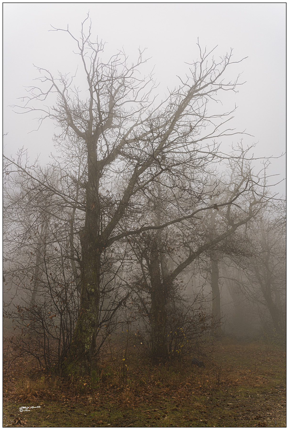 Quando la nebbia si f� intensa..
