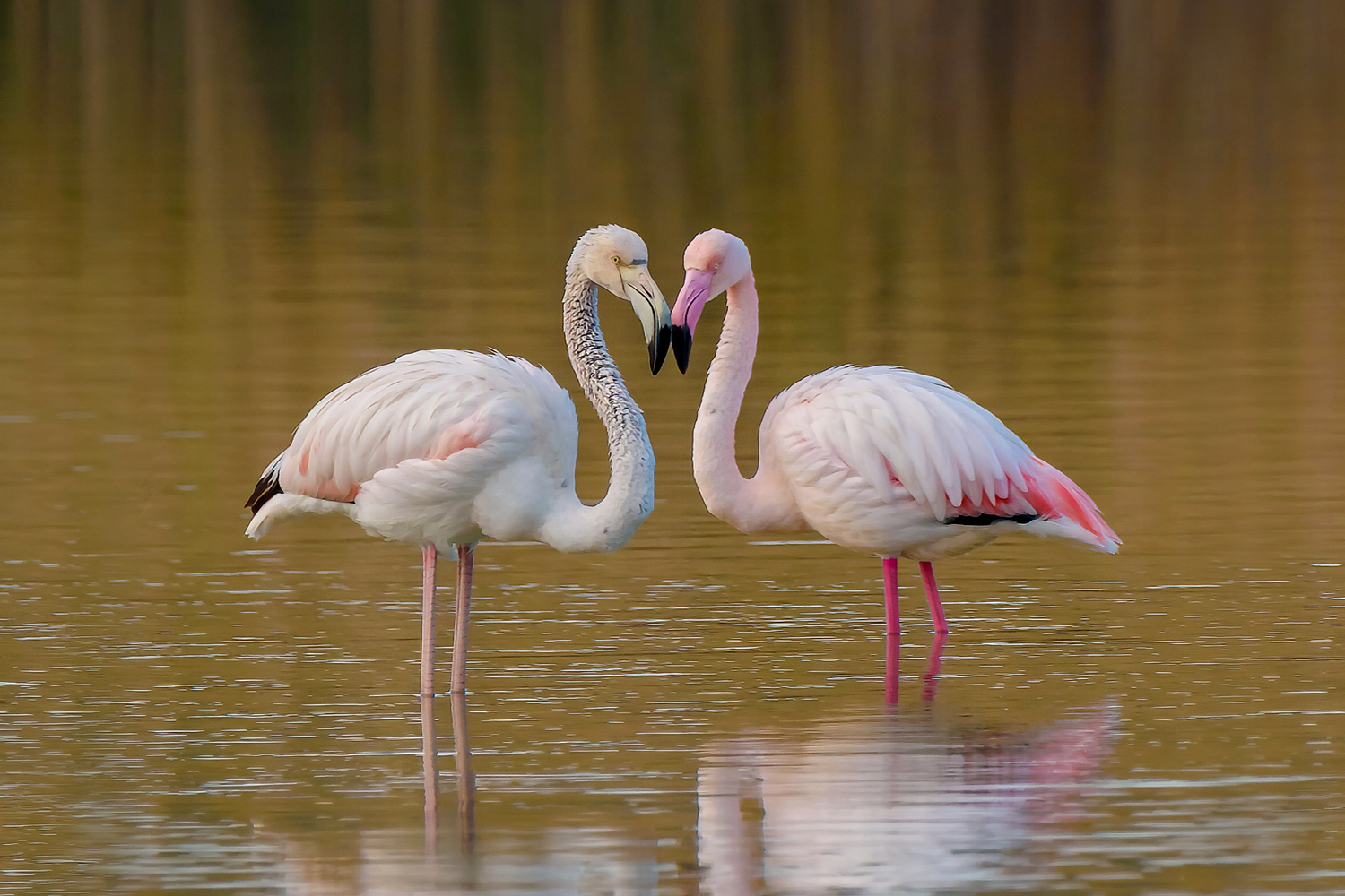 Flamingos in love