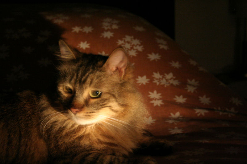 Ospite a quattro zampe