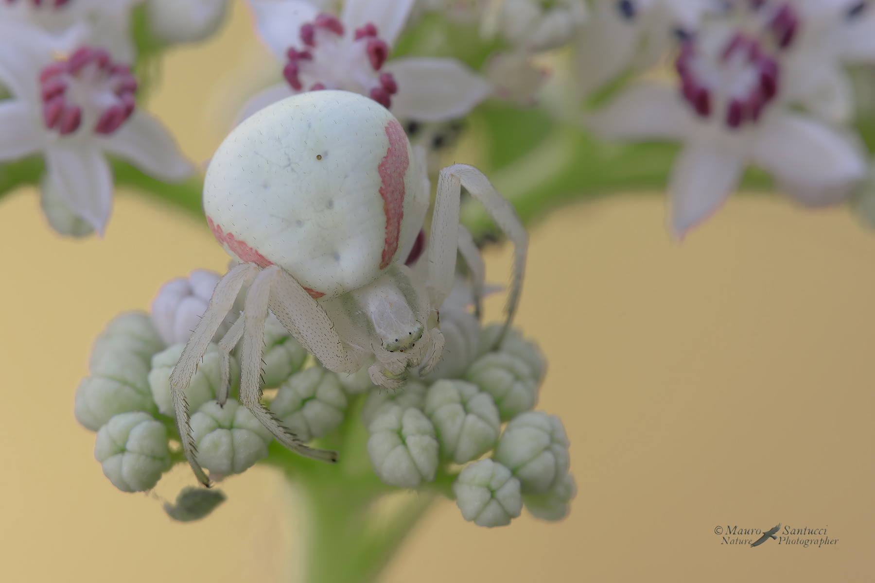 Misumena-vatia_DSC7807