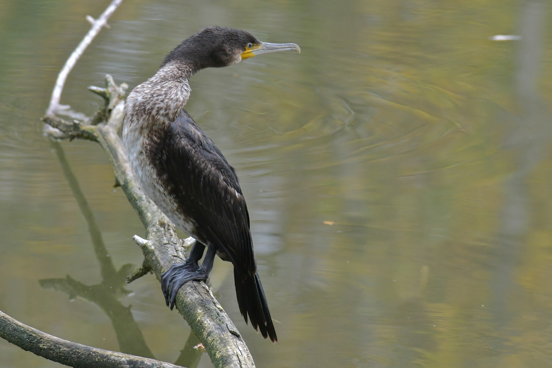 Guardarsi alle spalle...
