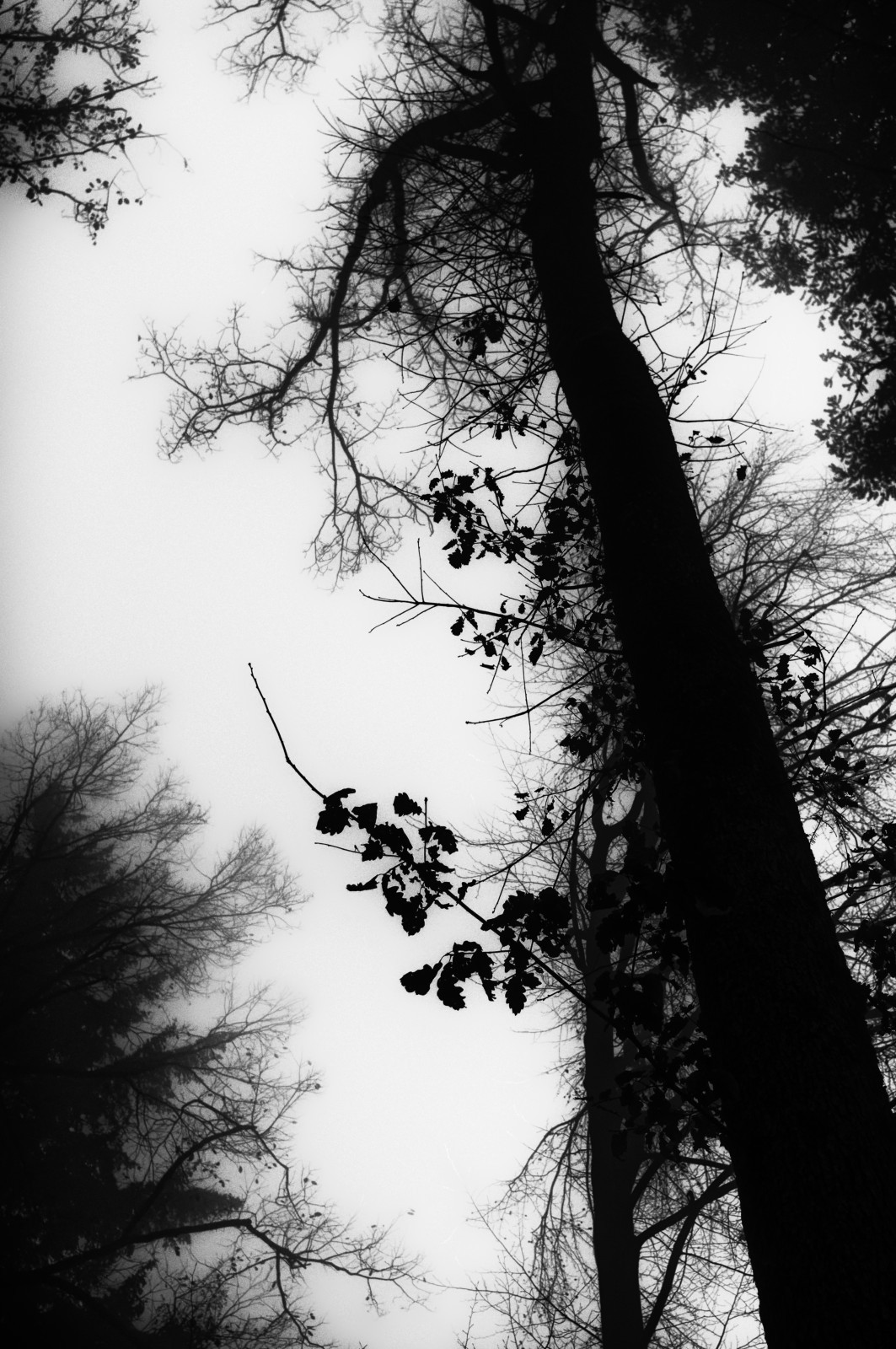 Foschia e inchiostro