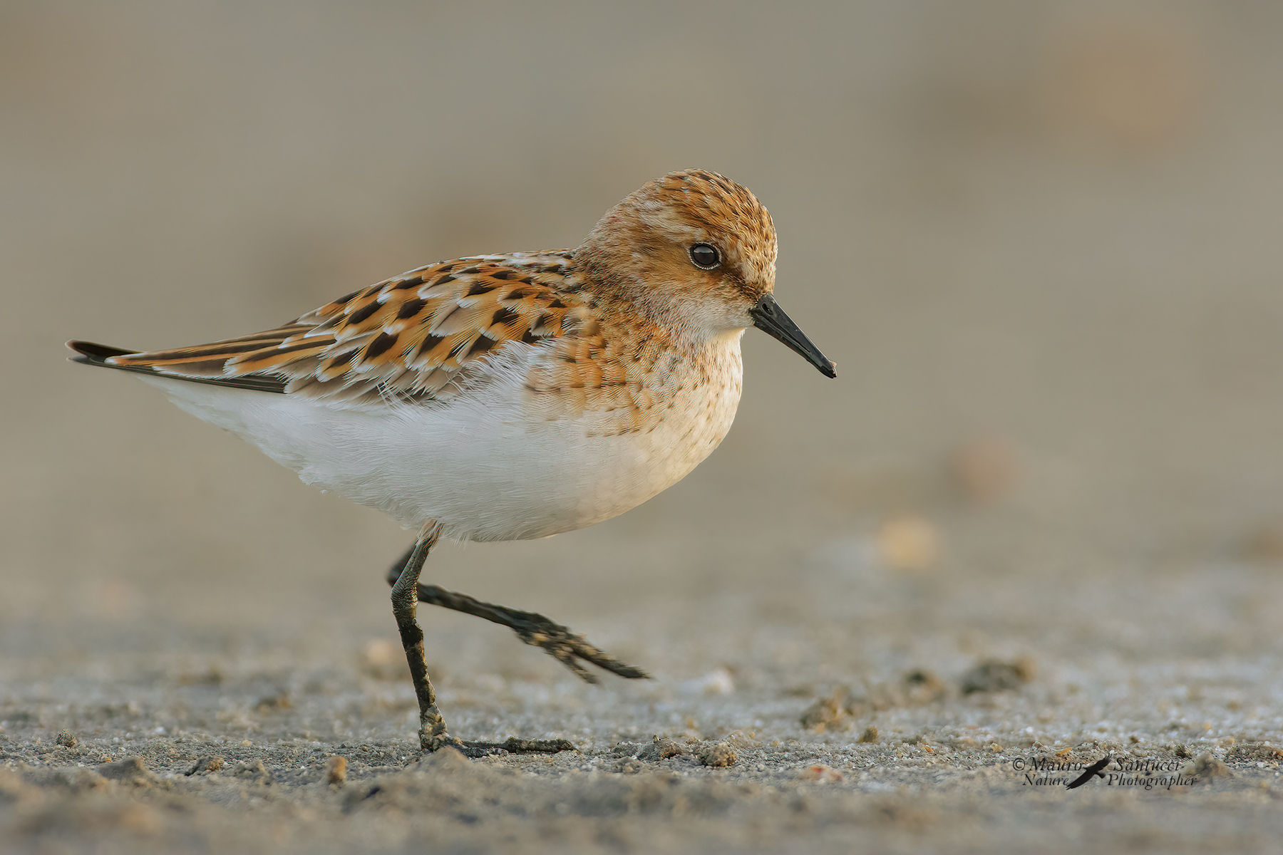 Calidris-minuta_DSC2483