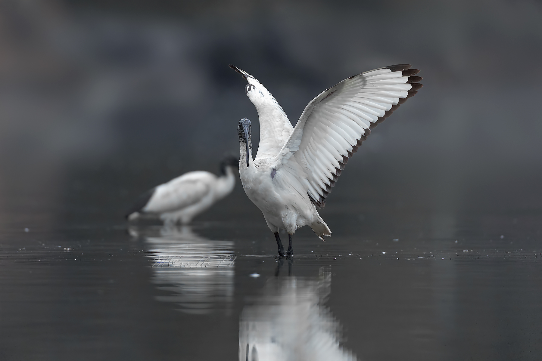 Ibis sacro in una buia e gelida giornata...