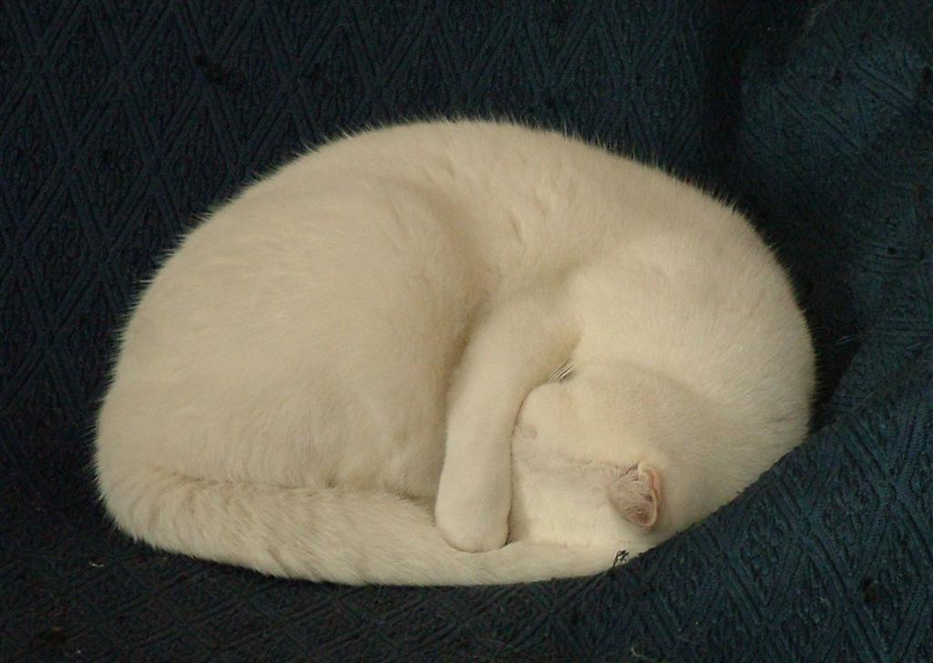 sleeping cat
