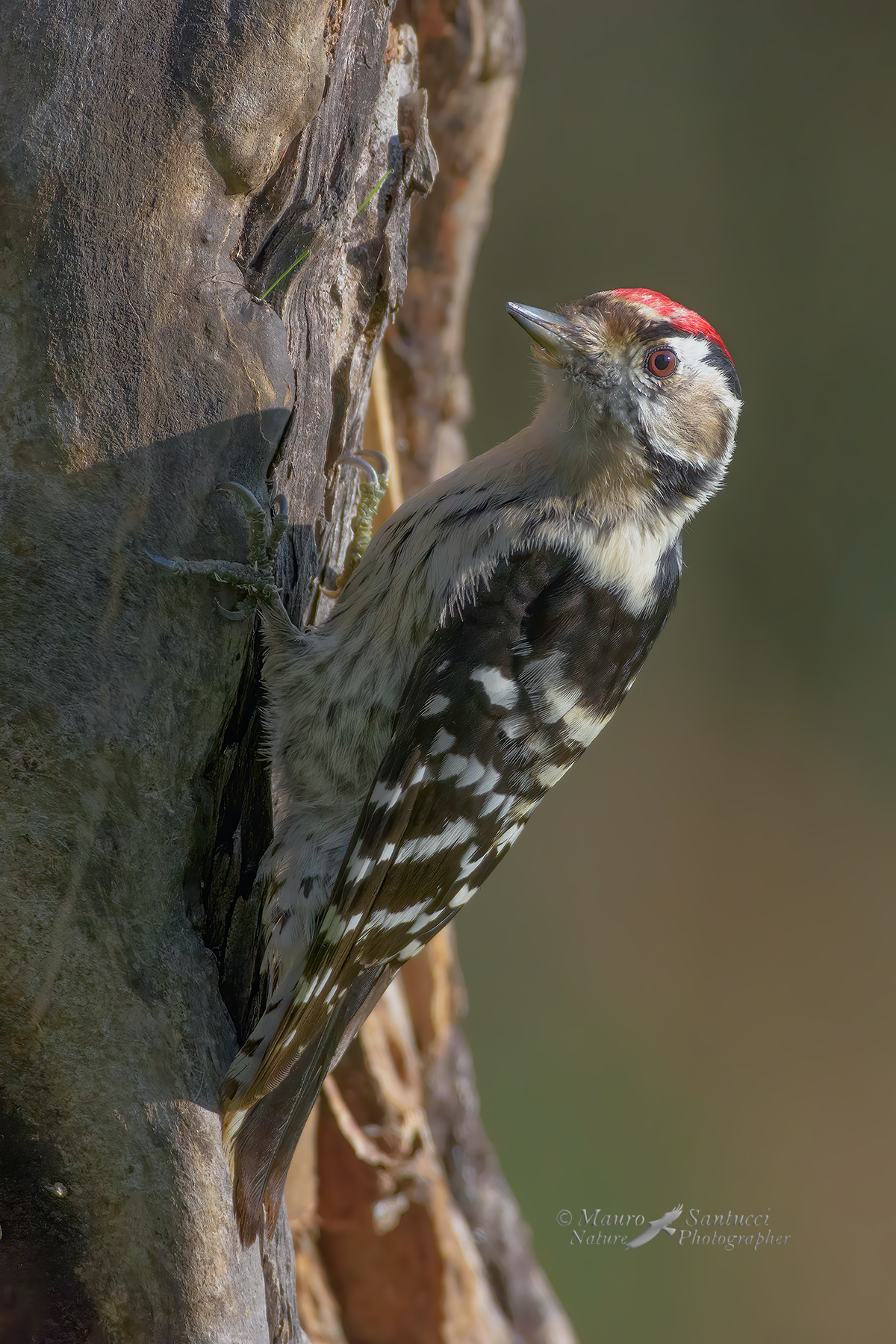 Picchio-rosso-minore_DSC5934