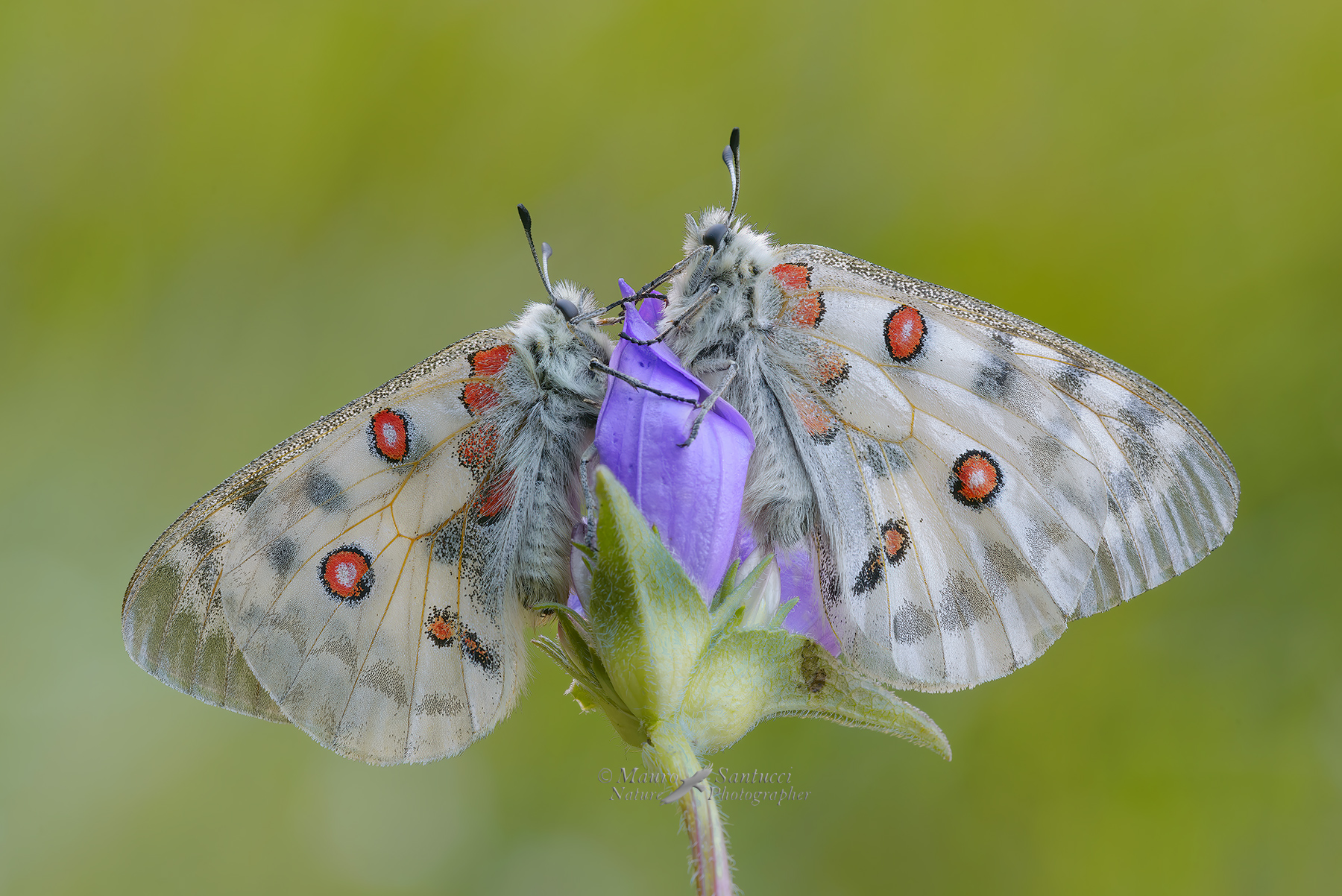 Abbracciate-ad-un-fiore_DSC1105