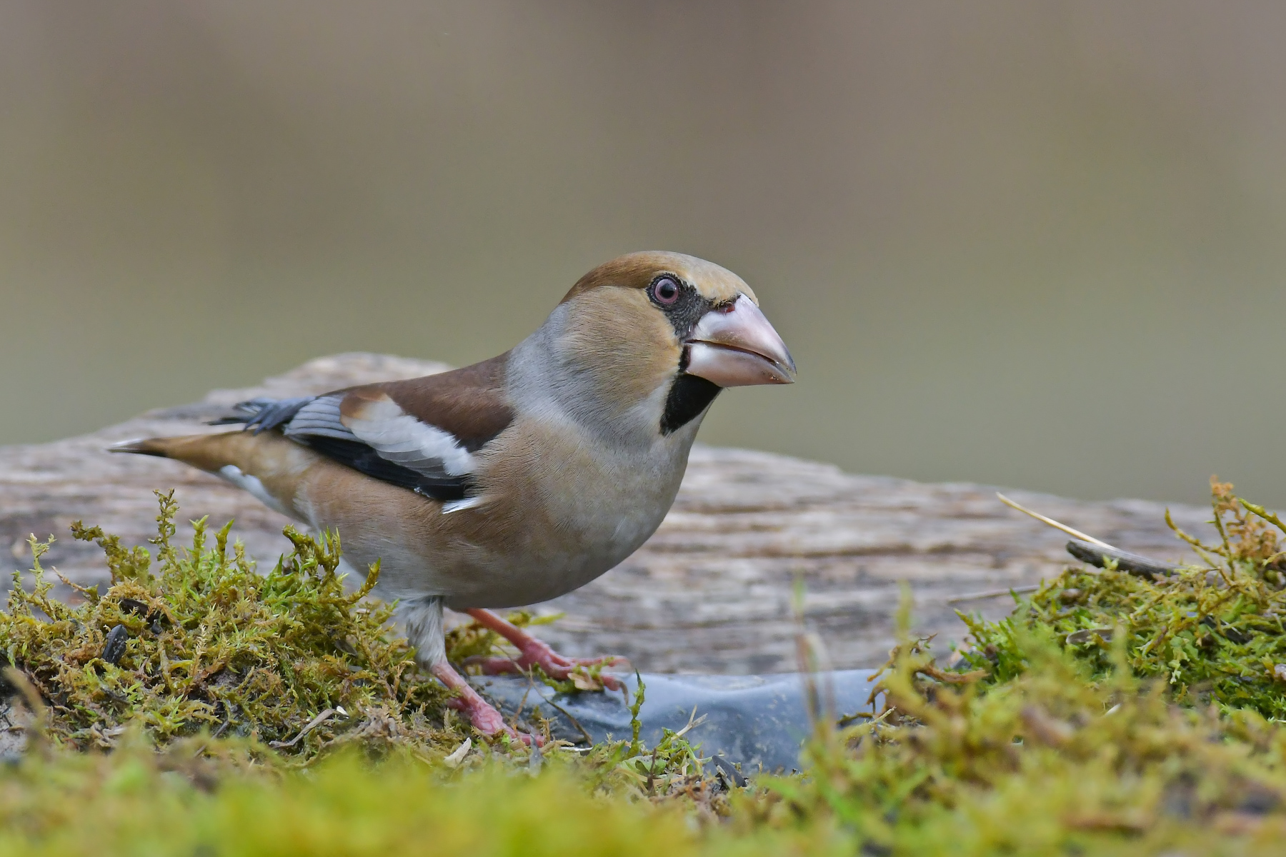 Lo sguardo fiero del frosone