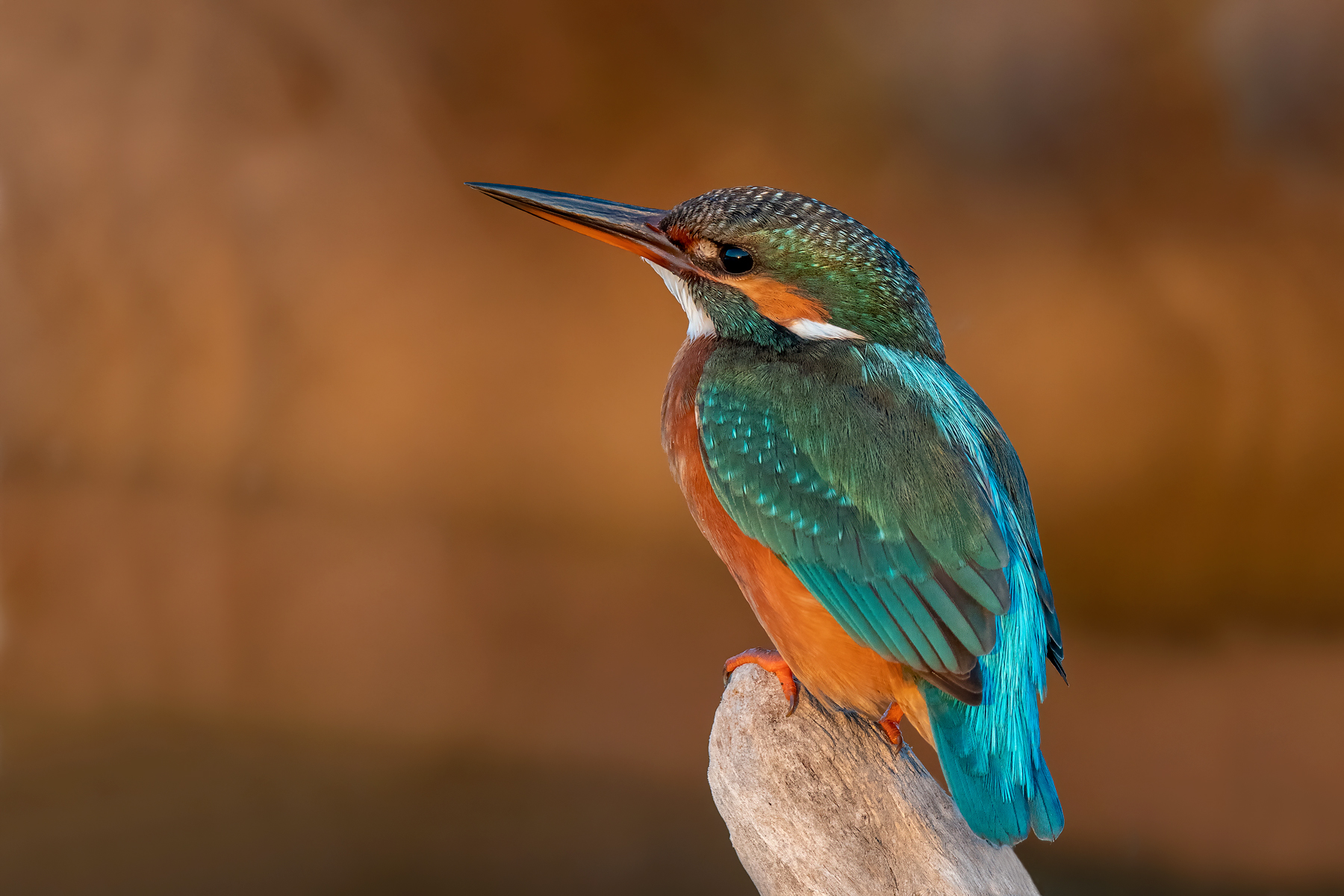Martin pescatore e suoi pensieri...