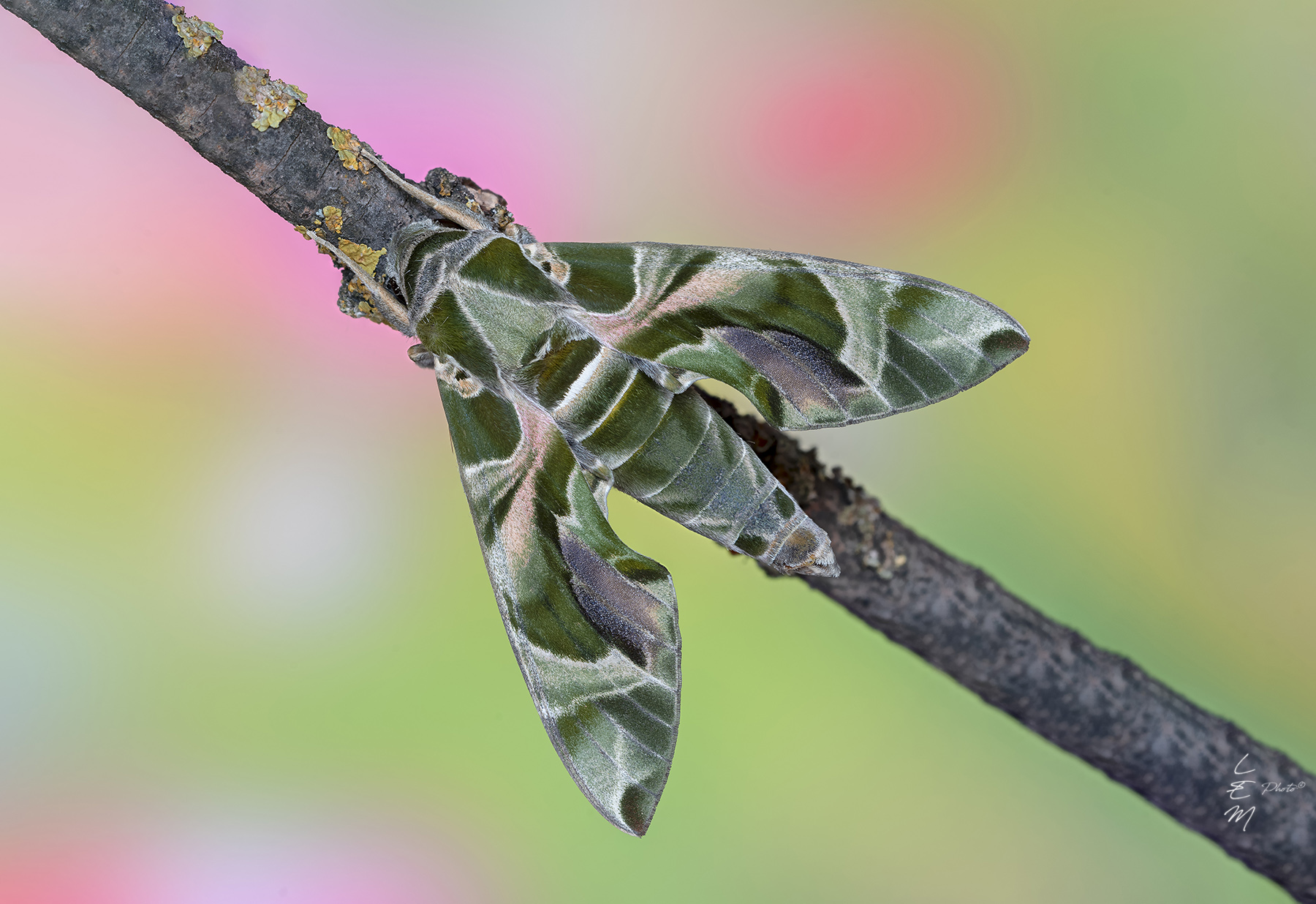 Daphnis nerii (Linnaeus, 1758)