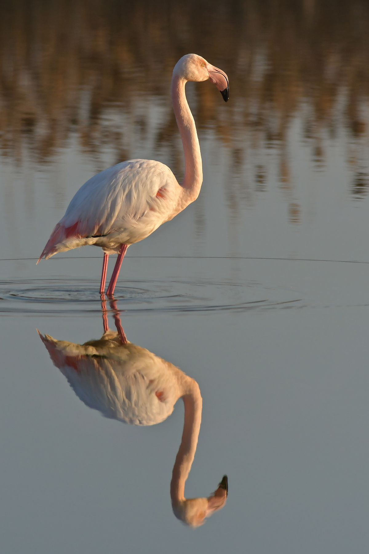 In faccia al tramonto