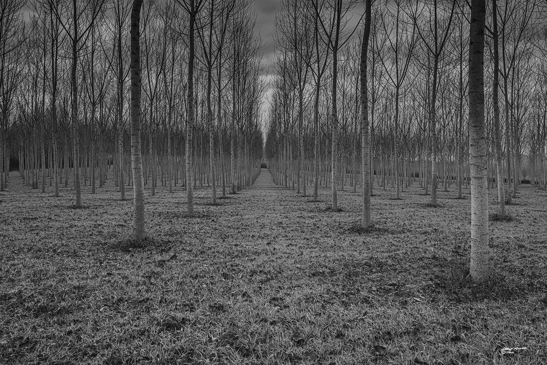 La piccola faggeta..