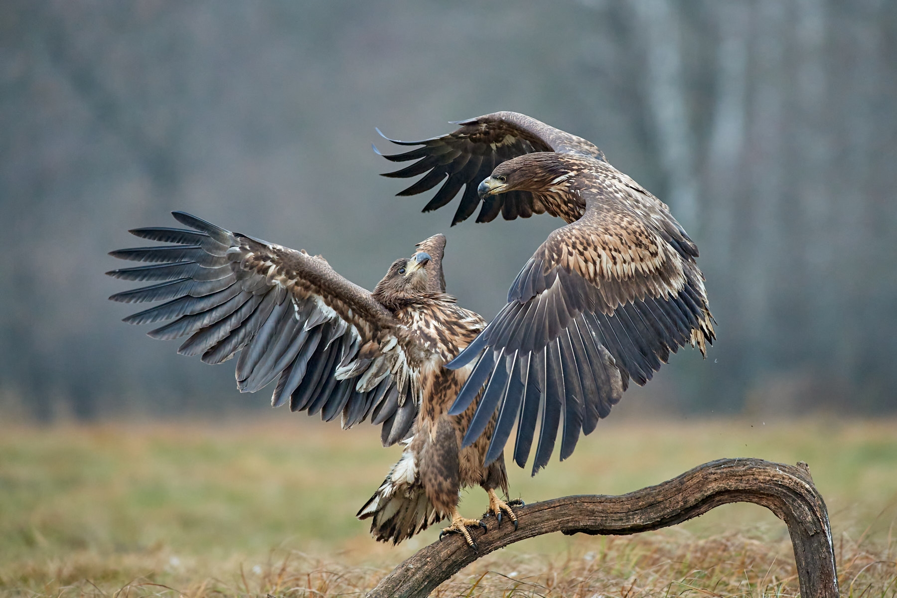 1016� Contest: la nostra foto migliore del 2021