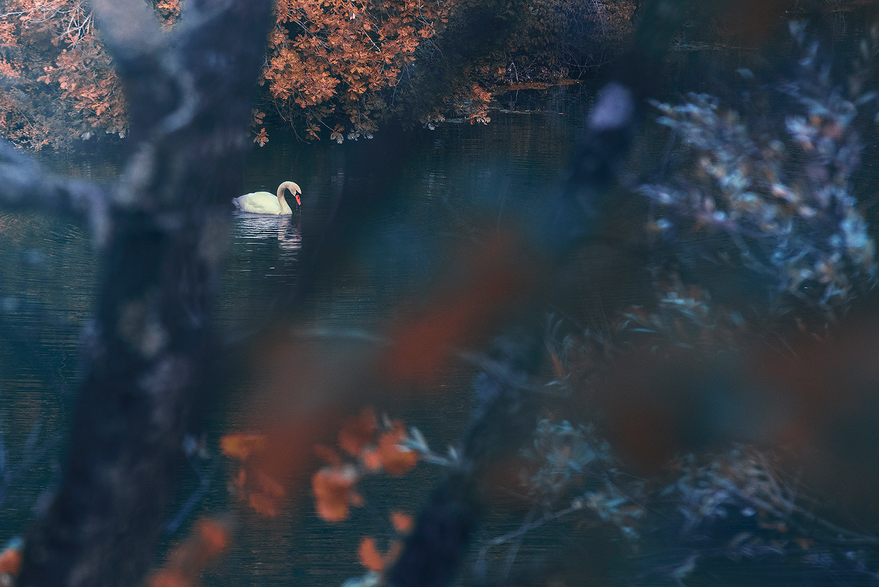 Swan lake