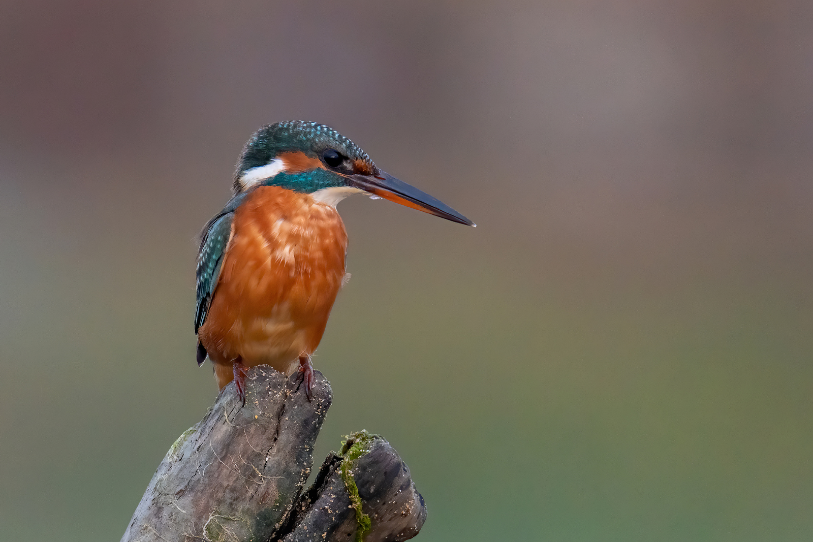 Martin pescatore prime ore dell'alba..