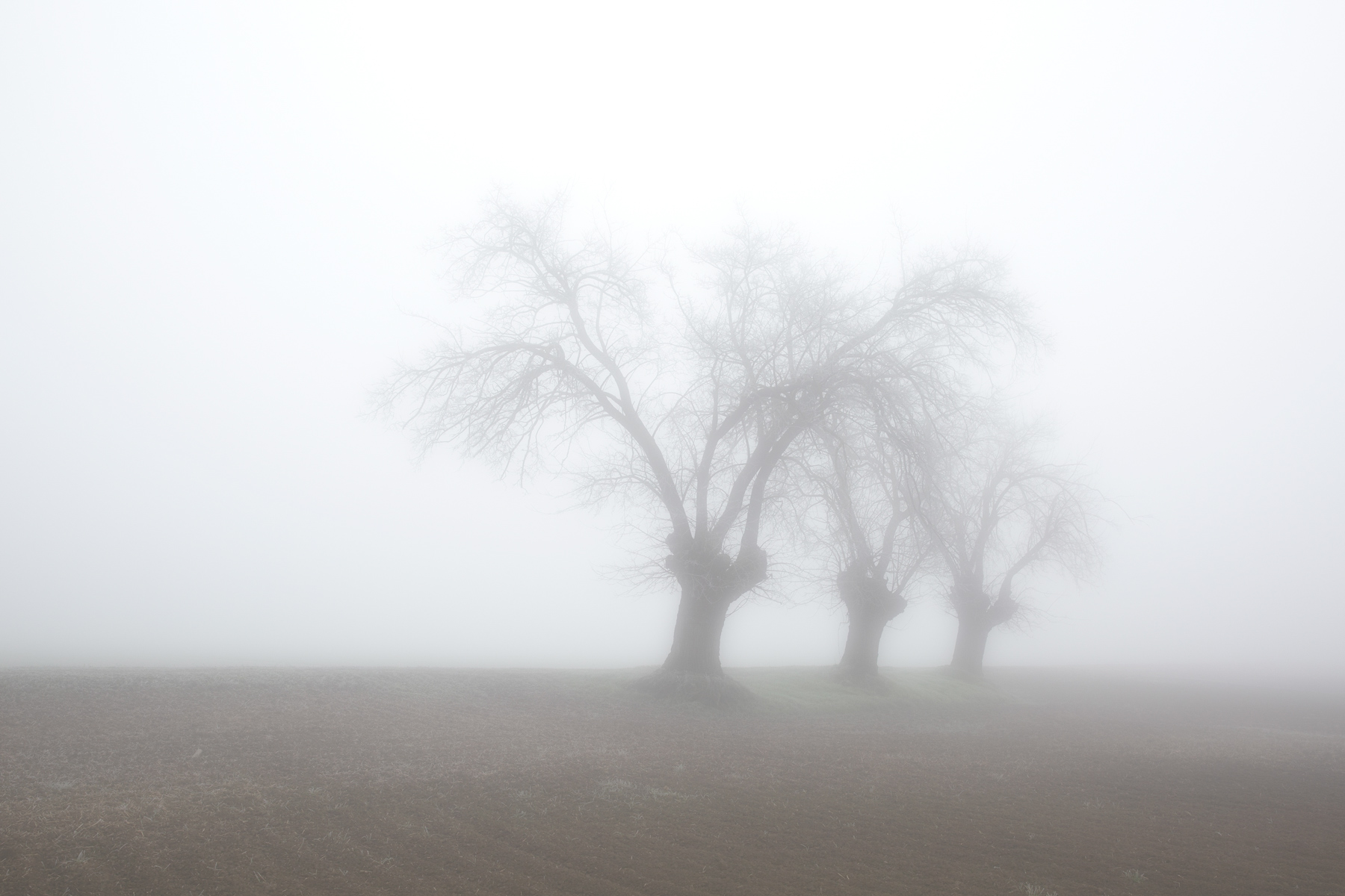 I Tre Olmi avvolti dalla nebbia