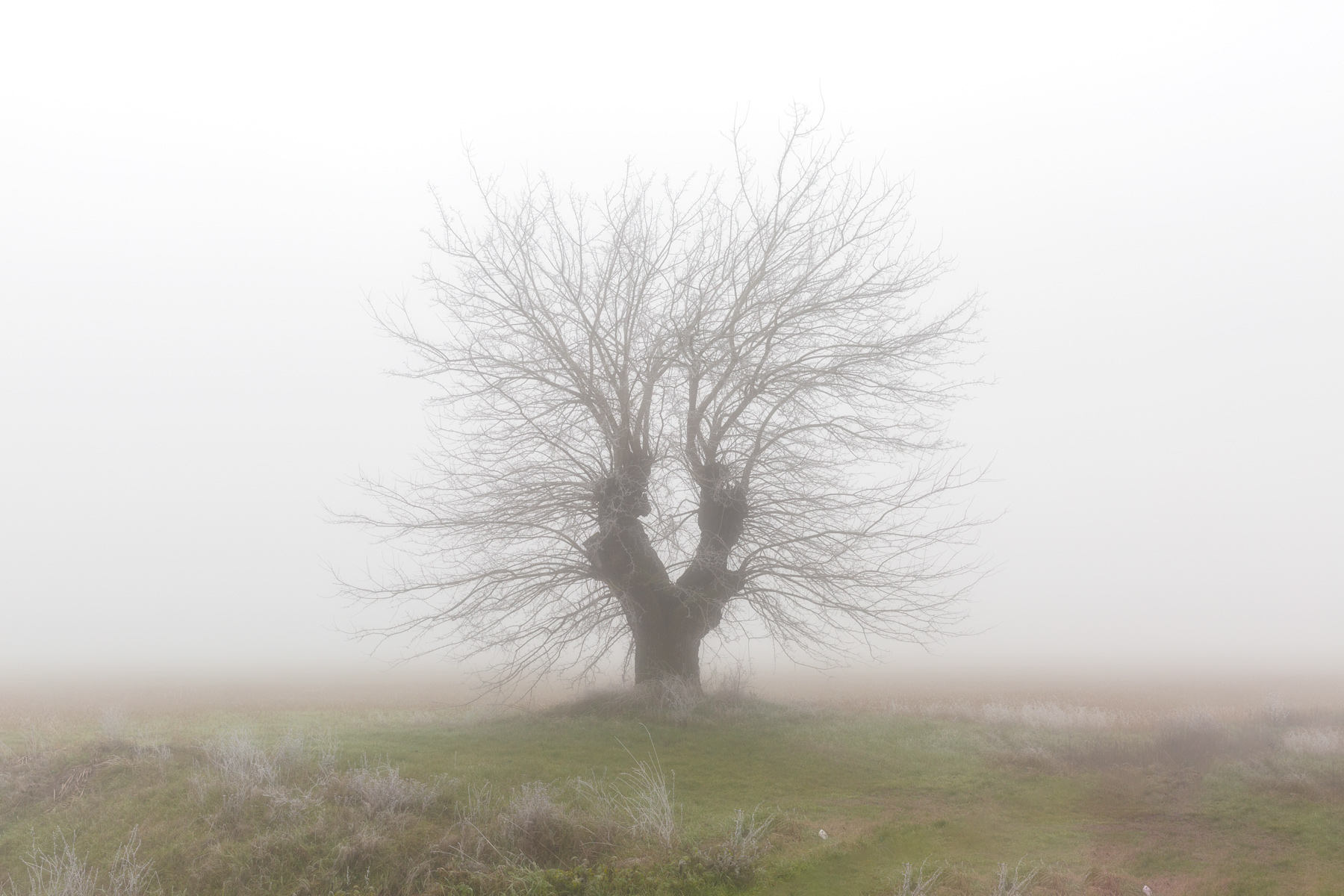 Gelso solitario nella nebbia