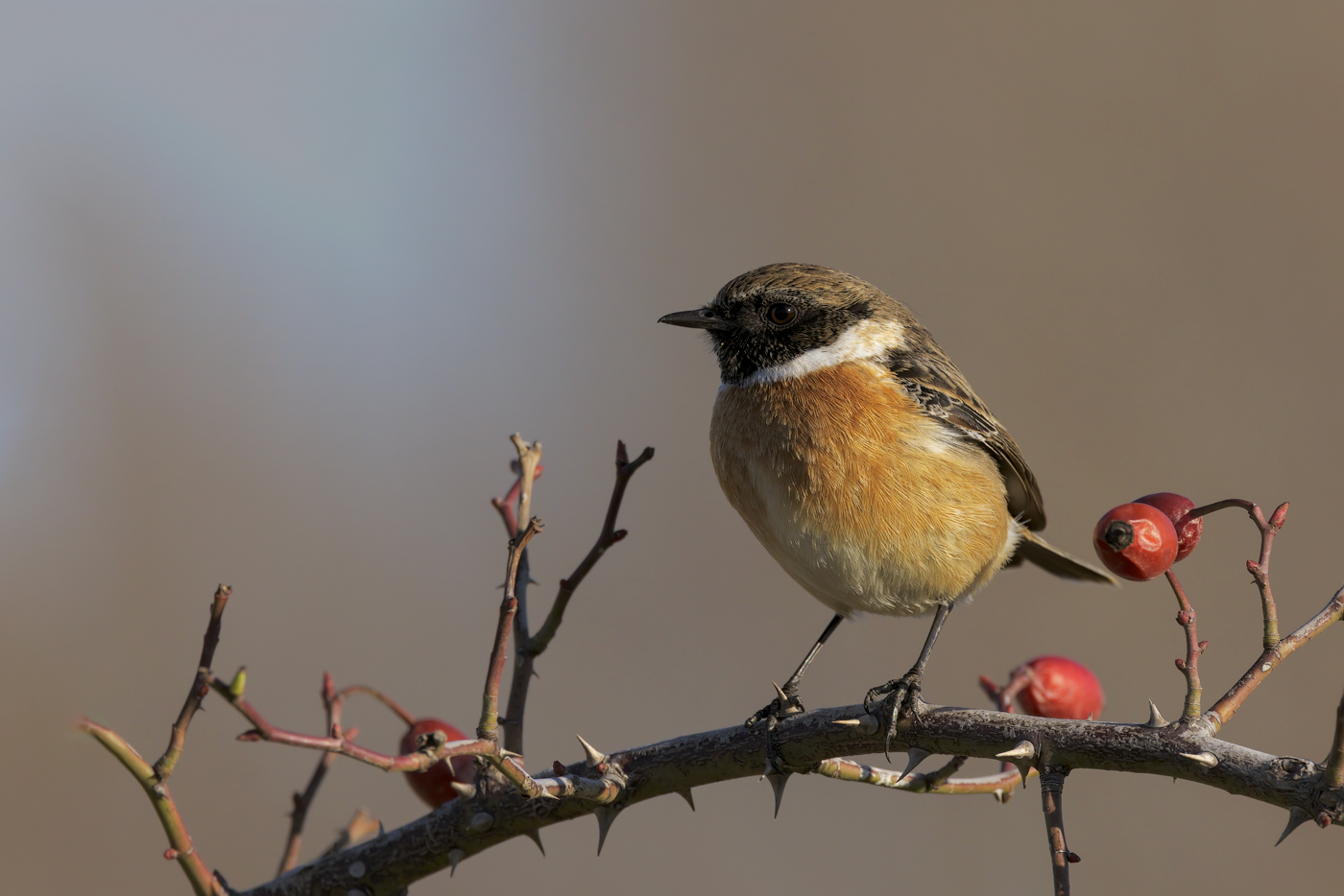 Saltimpalo (Saxixola rubicola)