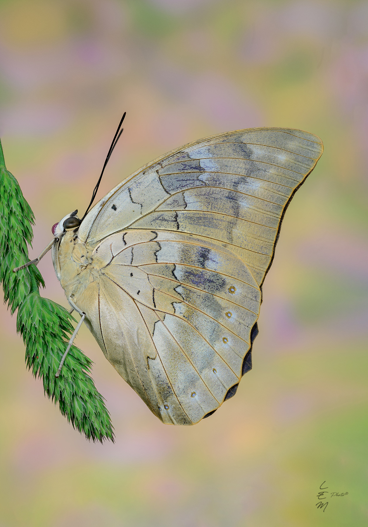 Archaeoprepona demophon (Linneaus, 1758)