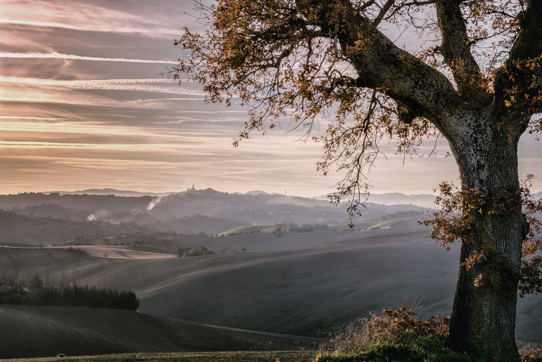 La quercia ed il tramonto