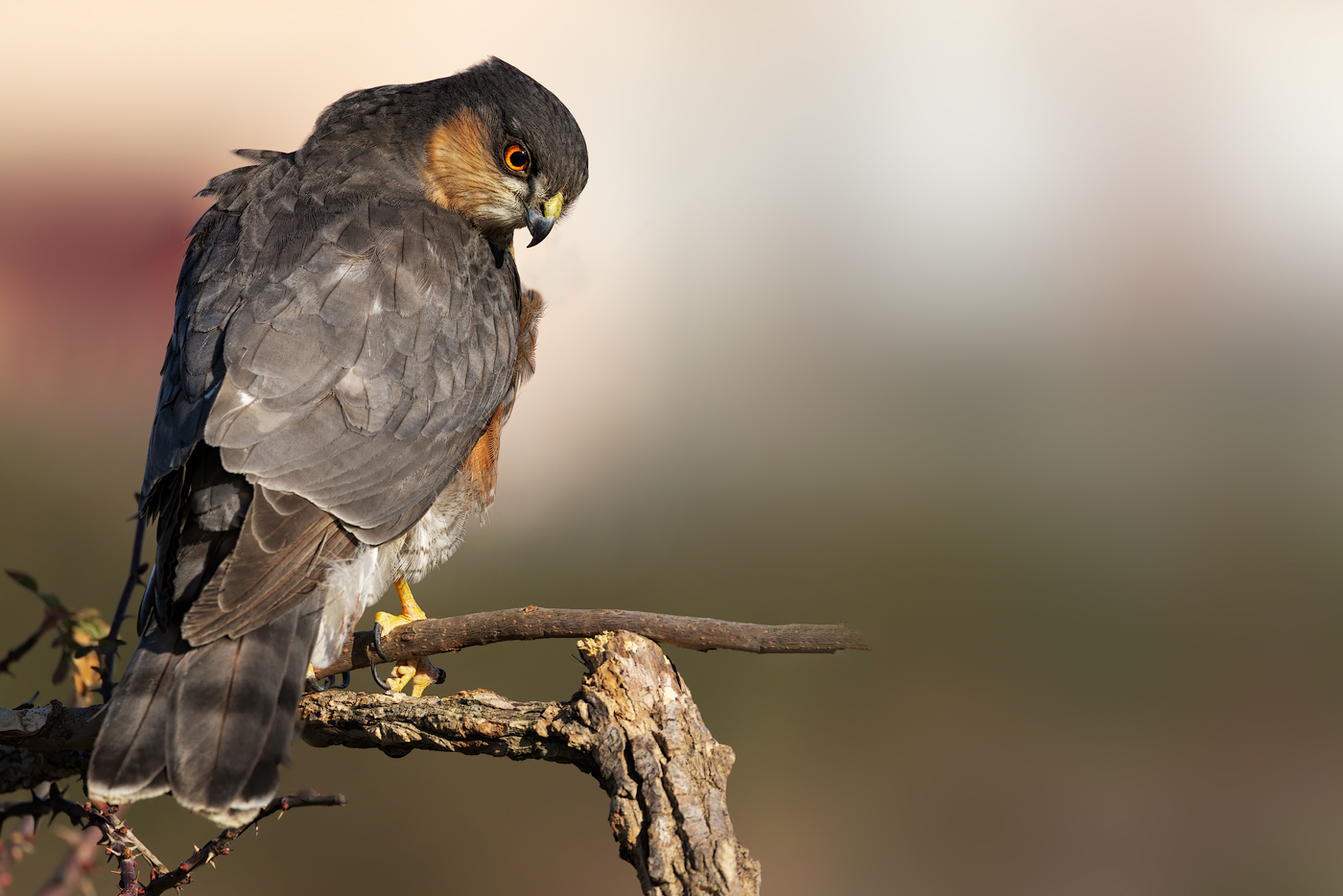 Sparviere (Accipiter nisus)