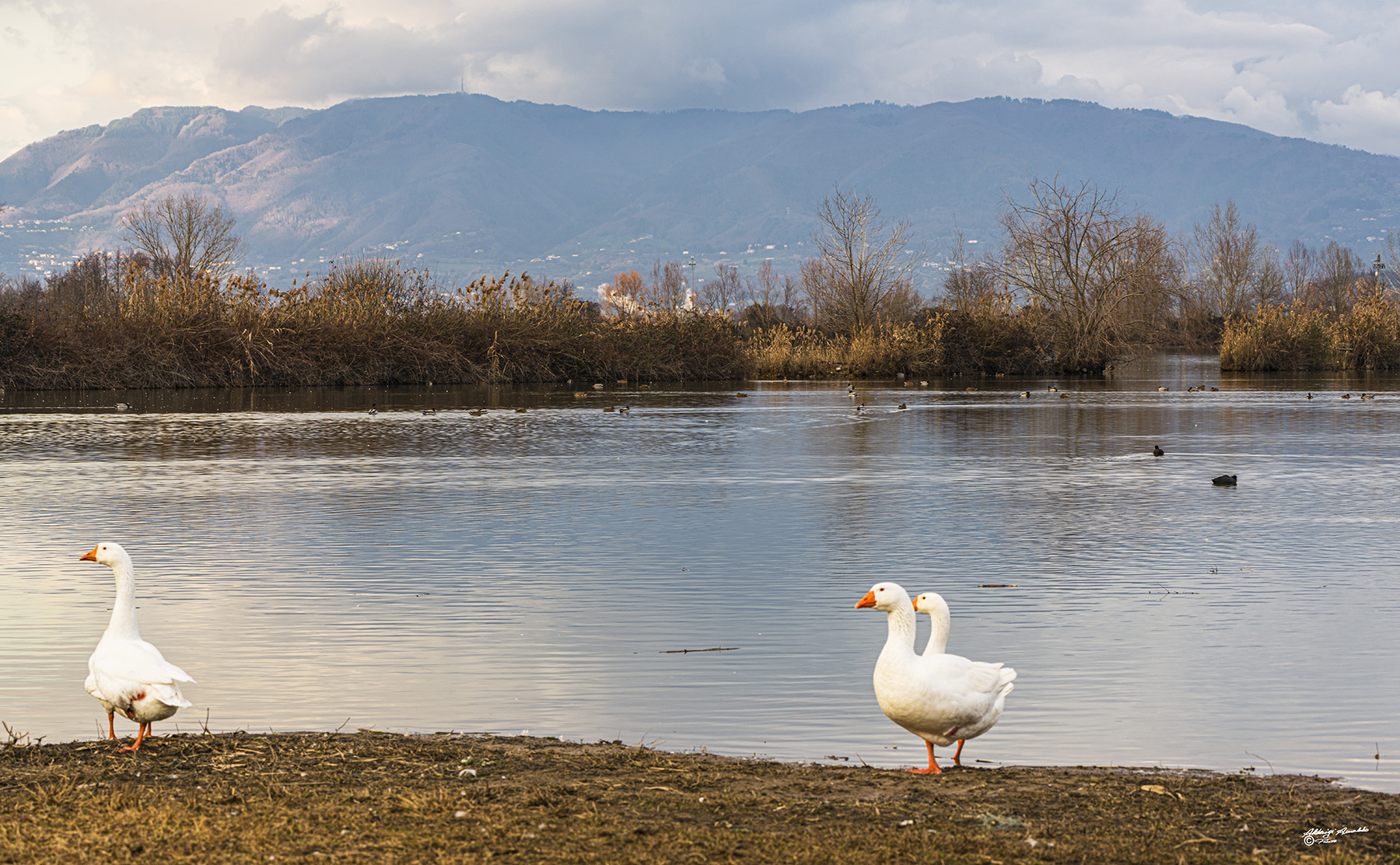 Lo stagno e le oche..
