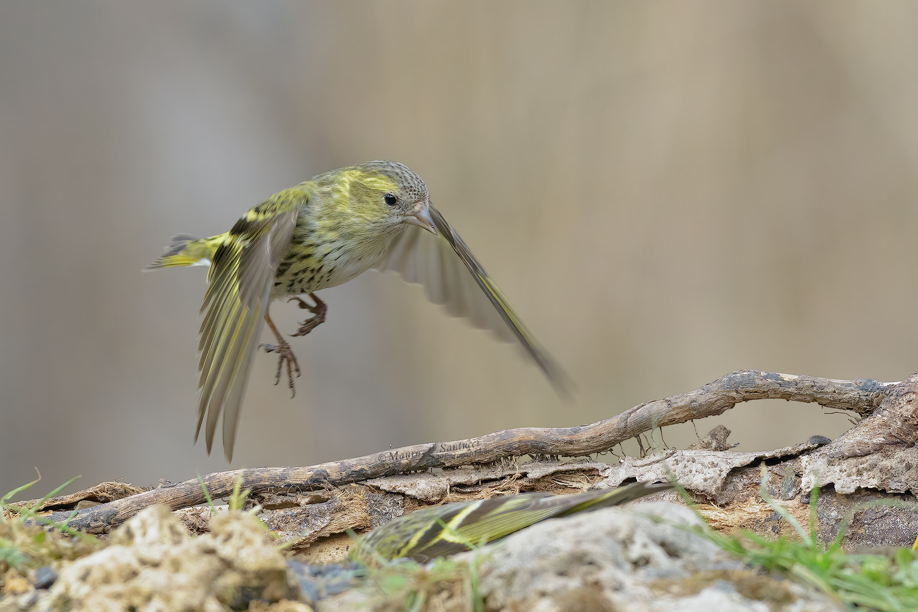 Lucherino in arrivo_DSC1471