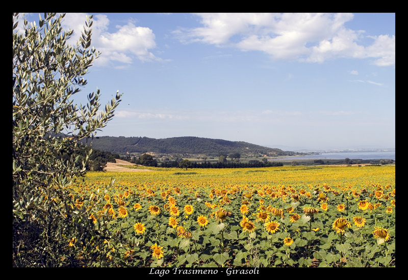 distesa di girasoli