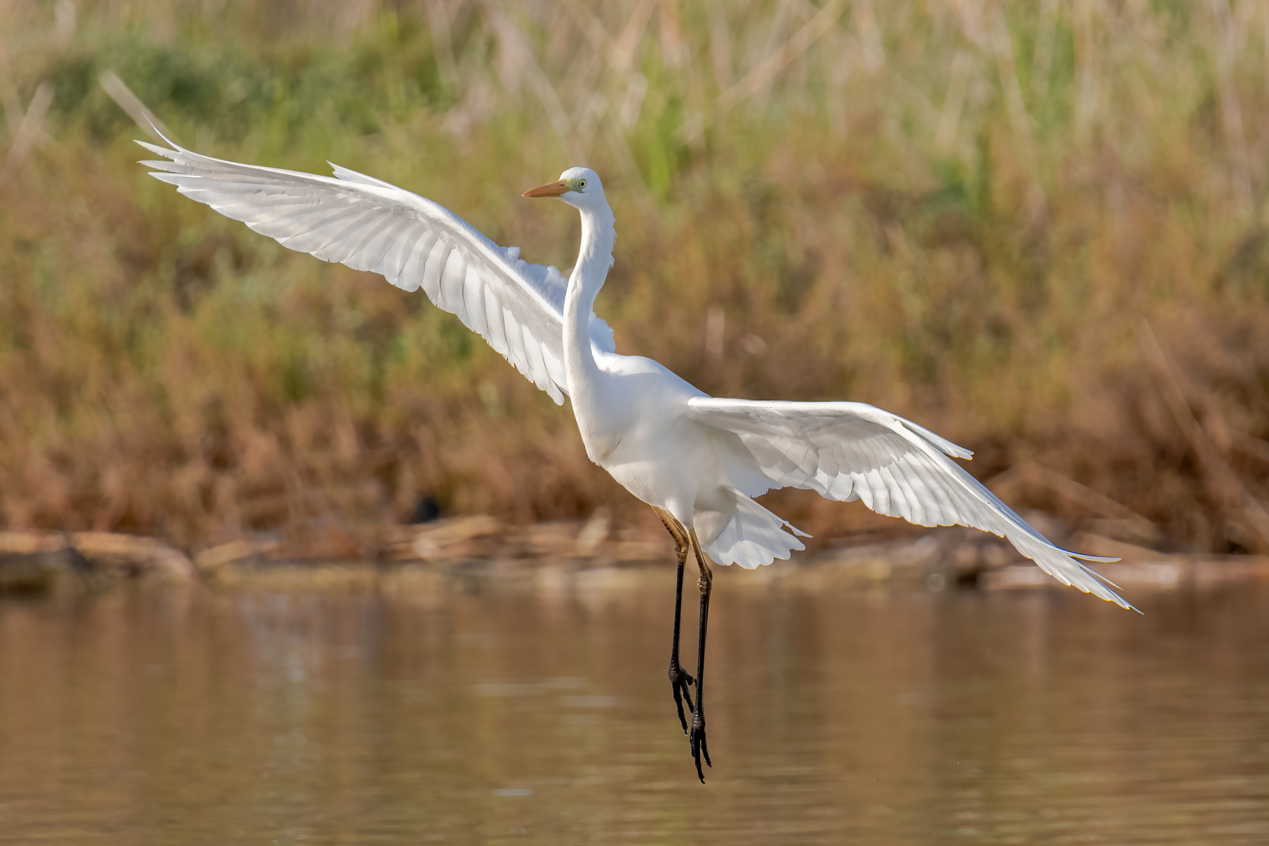 Airone bianco maggiore